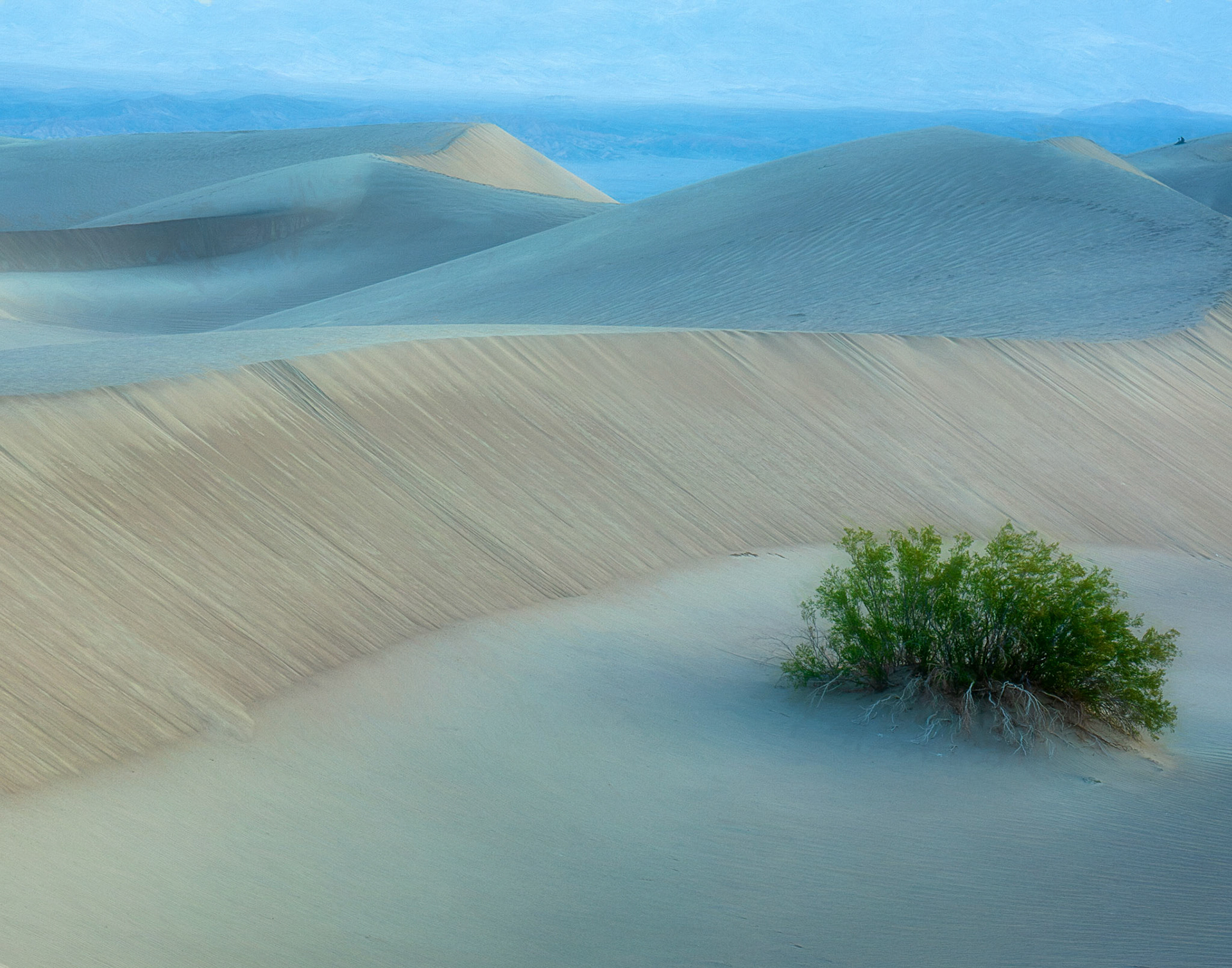 Dunes in the morning