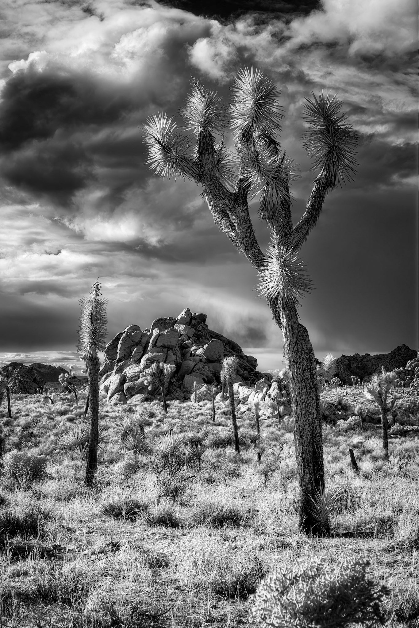 Joshua Tree National Park - IR