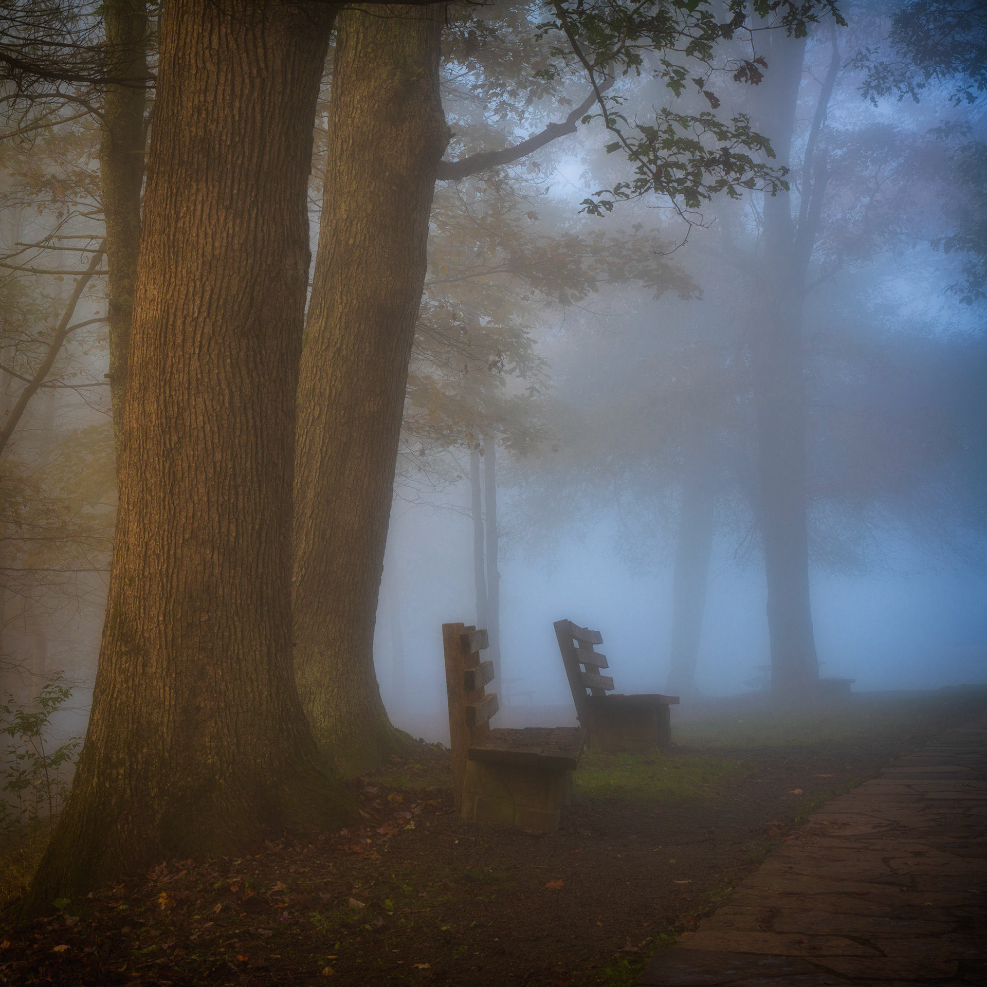 Morning fog