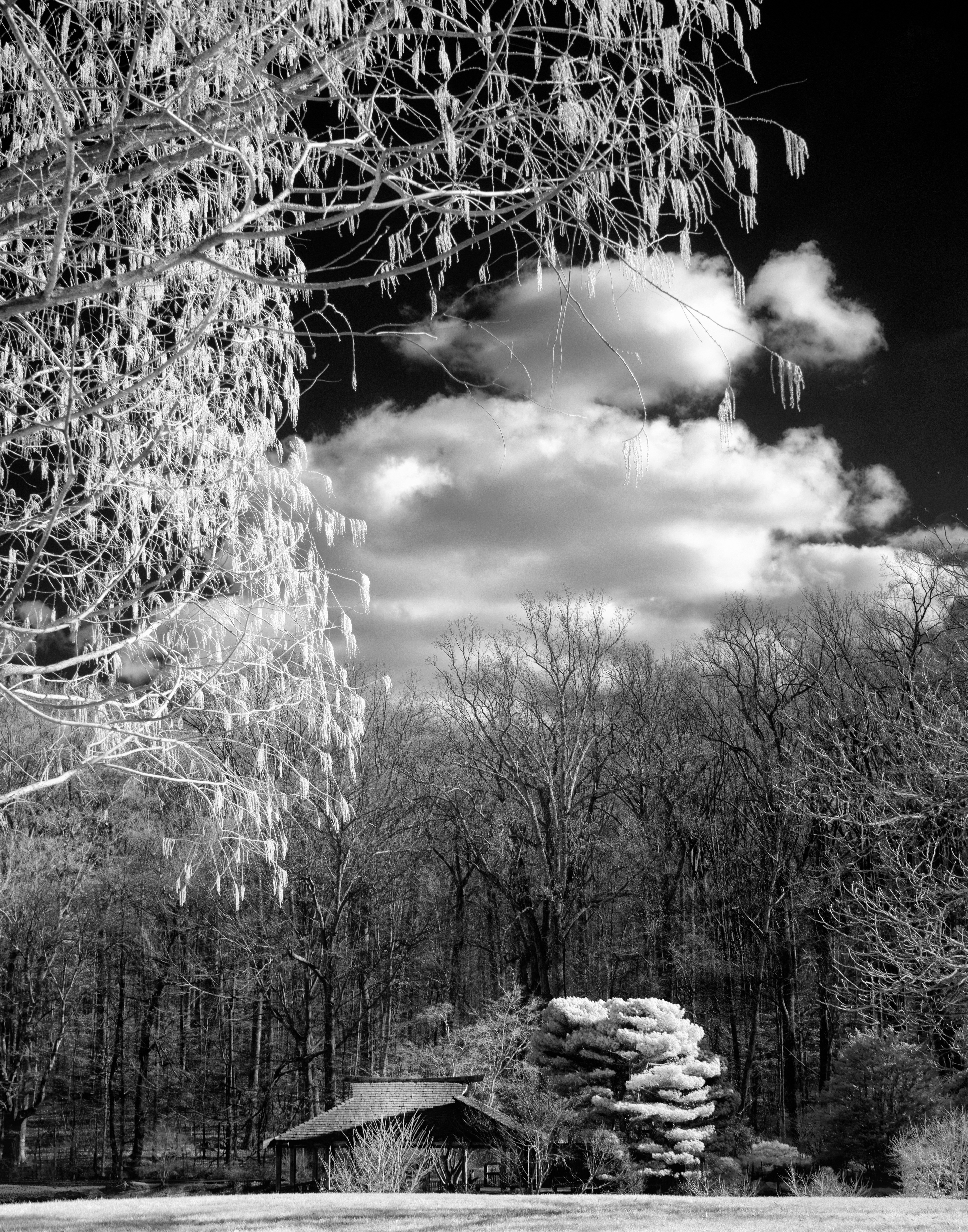 Infrared in a park