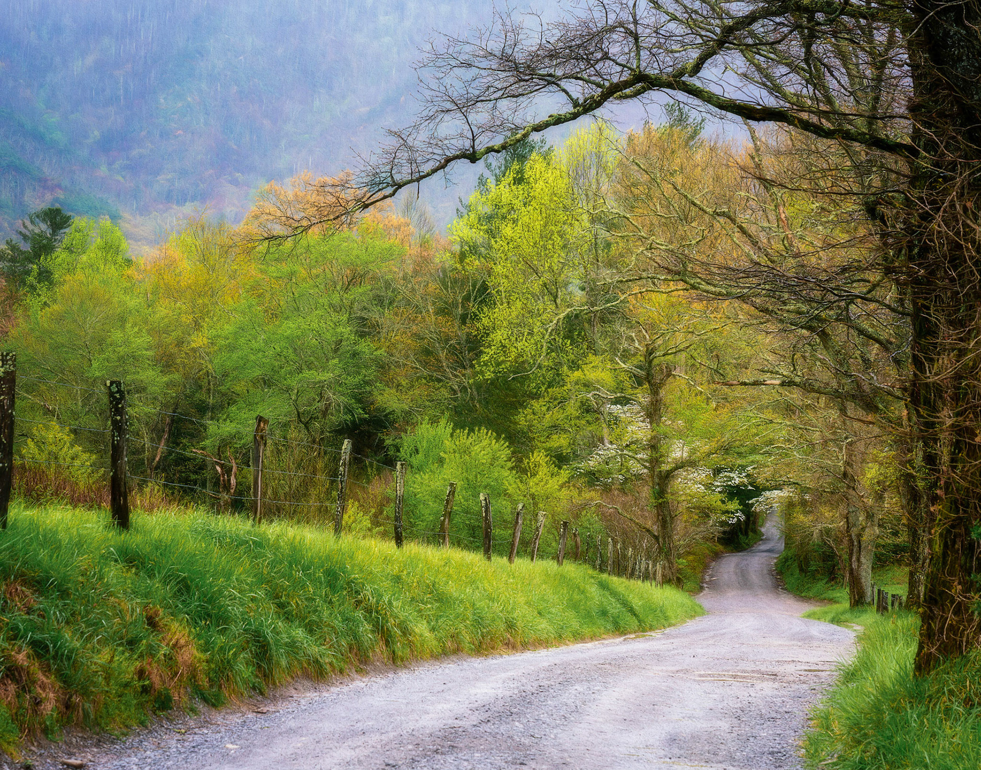Spring in Smokies