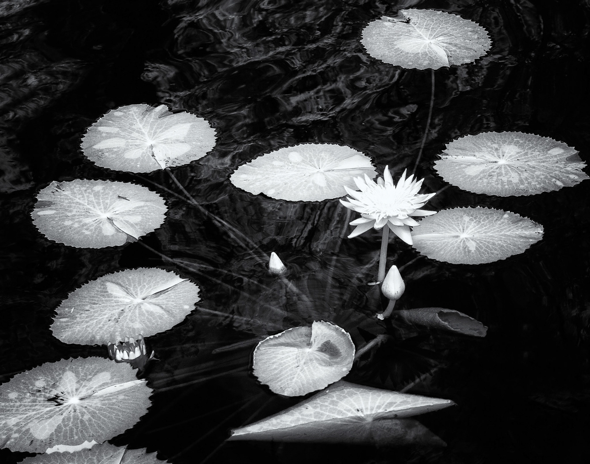 Infrared water lilies