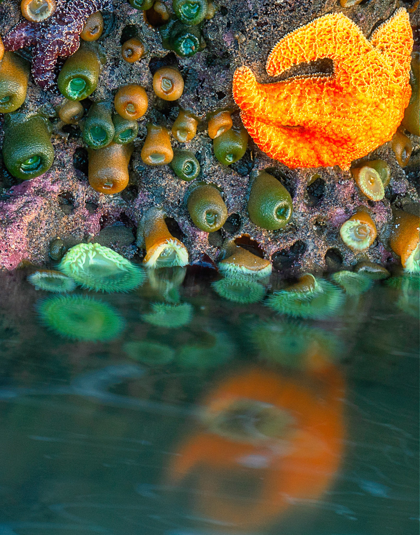 Sea life on a rock