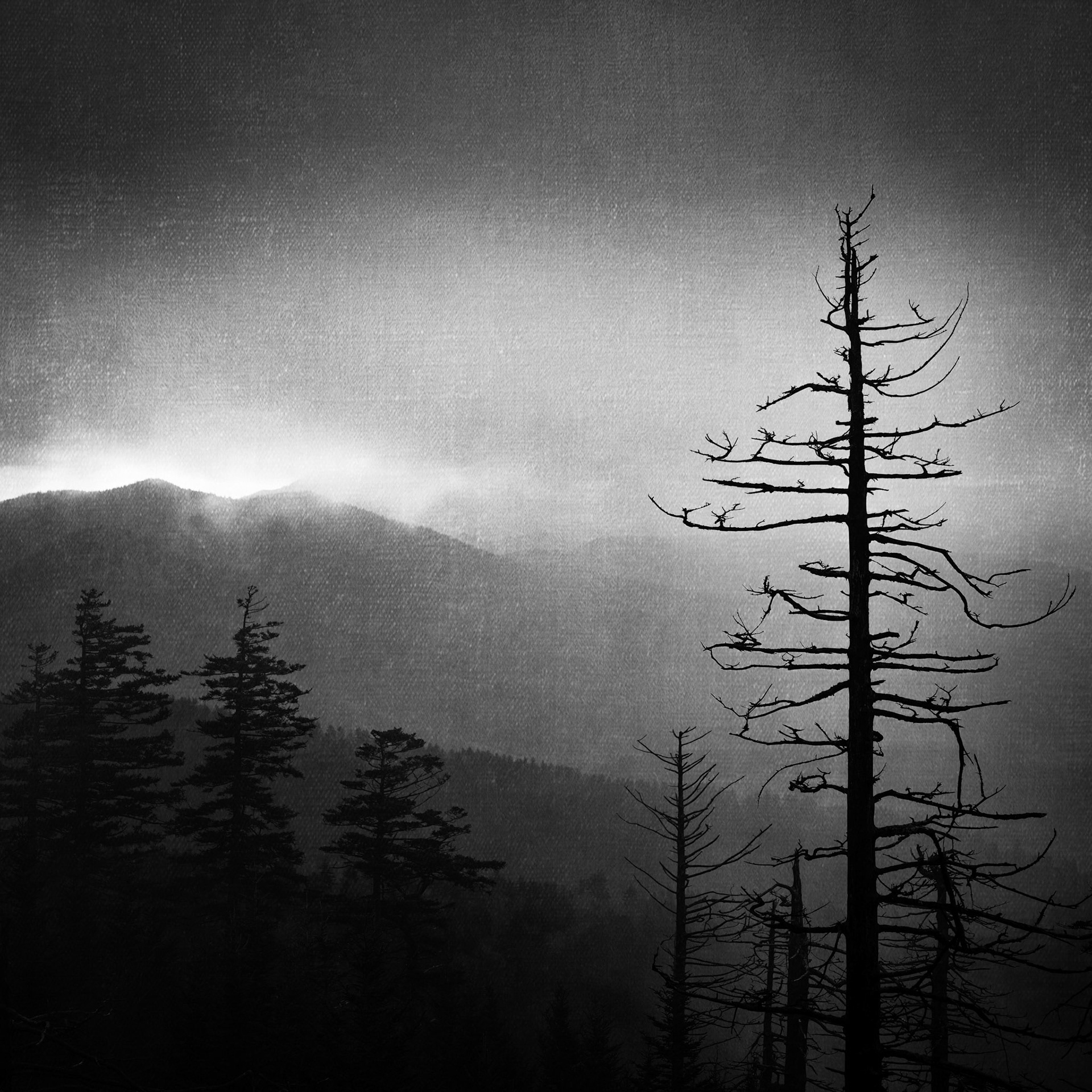 Foggy dawn - BnW