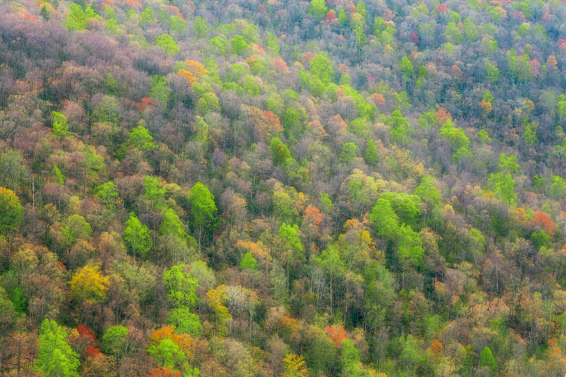 Autumn trees