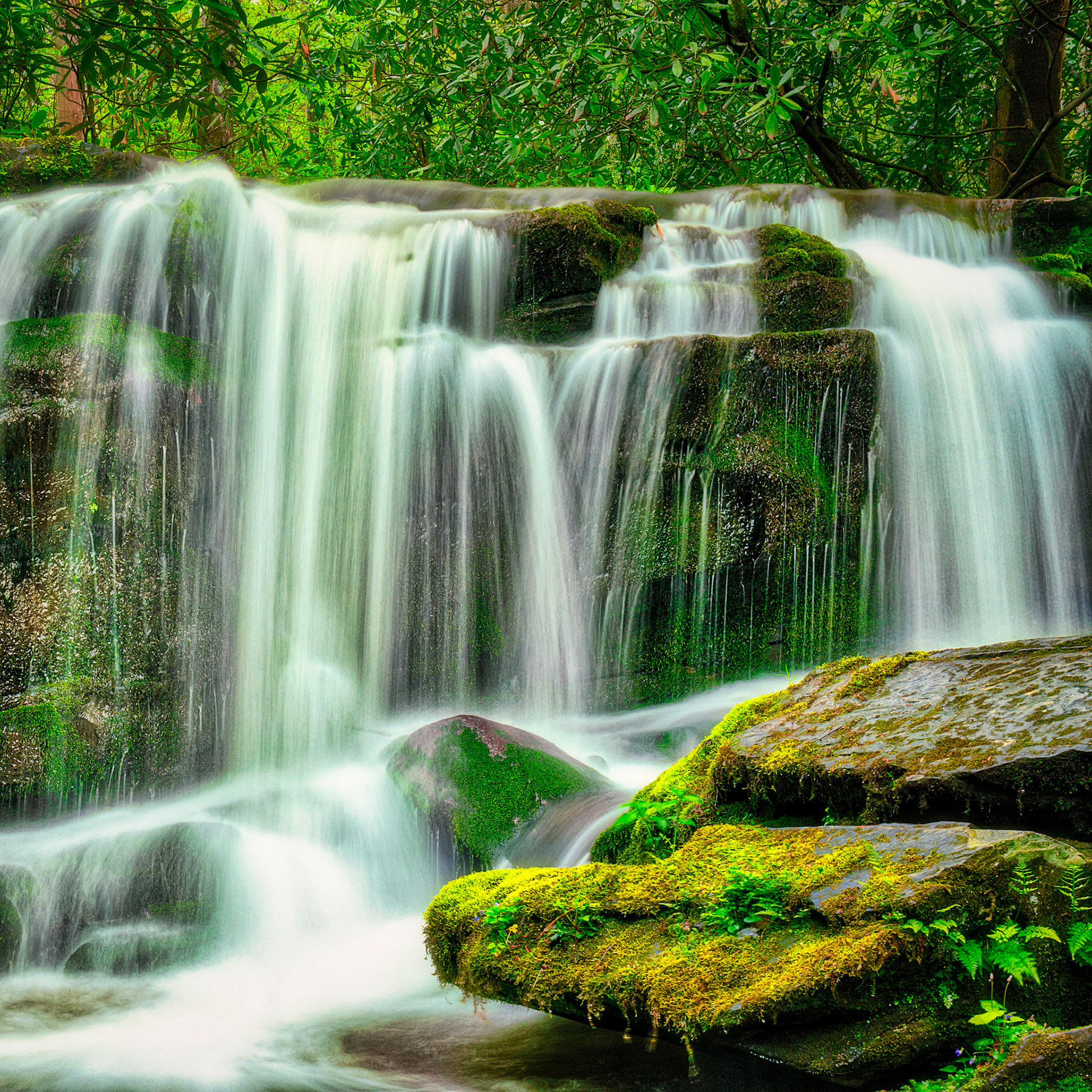 Rhododendron Falls