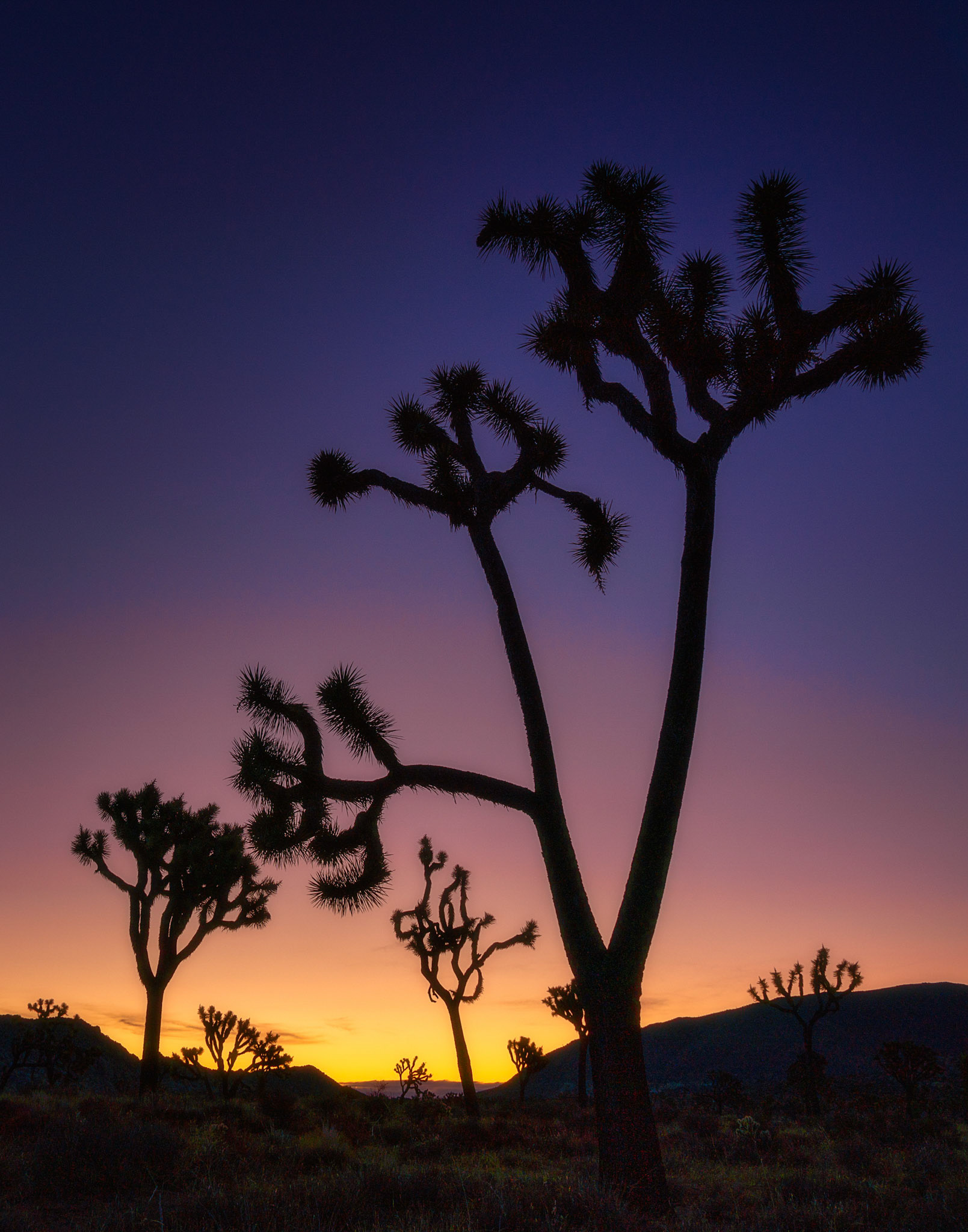 Joshua Tree silhouettes at sunset