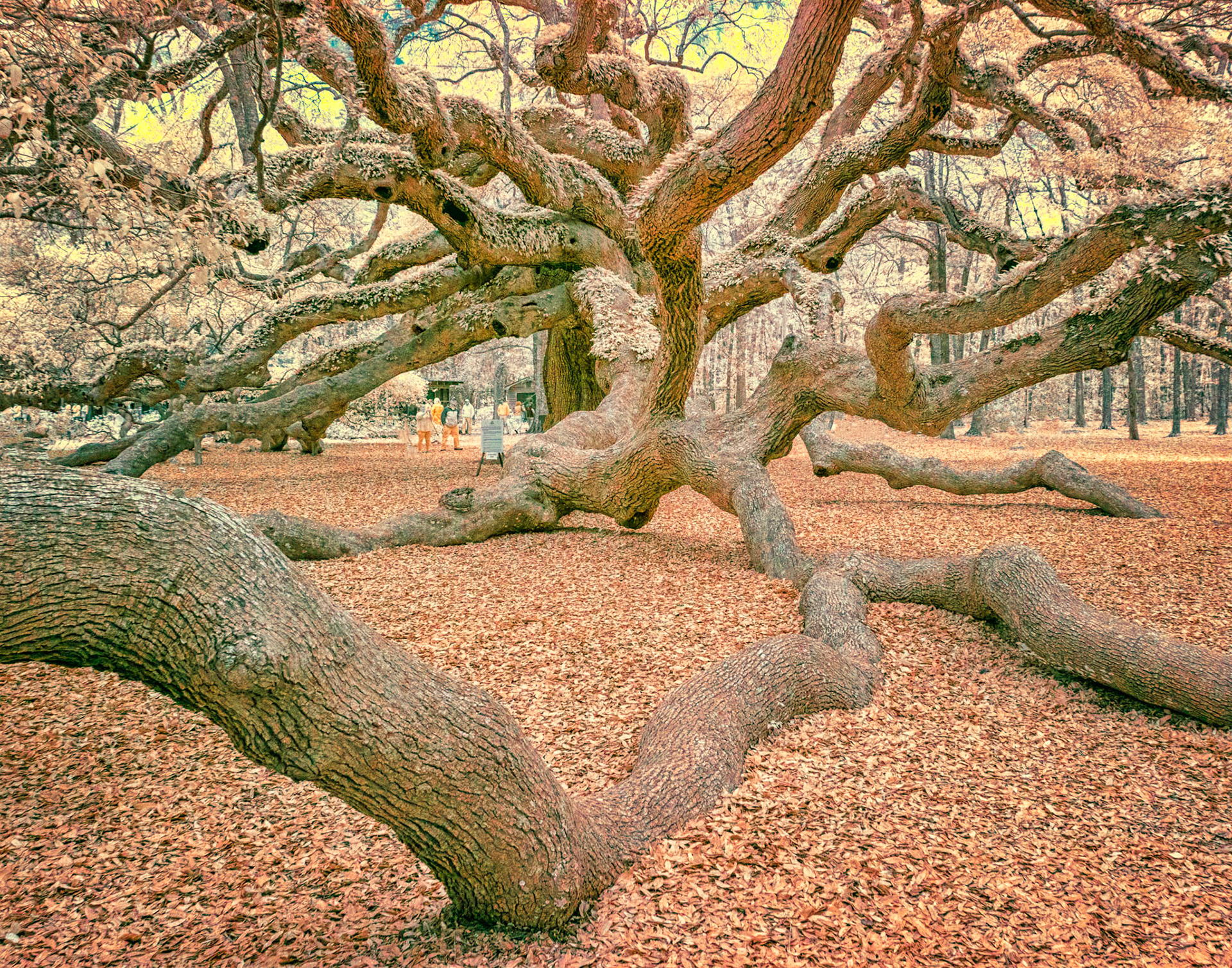 Angel oak