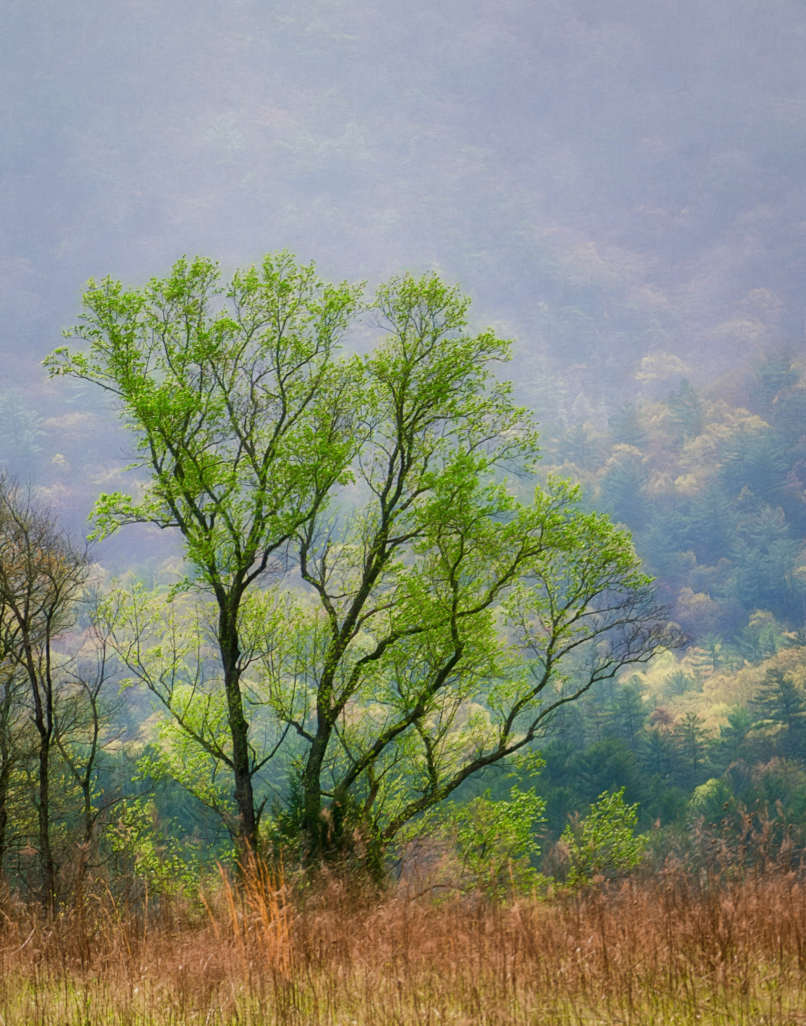 Misty day in the Smokies