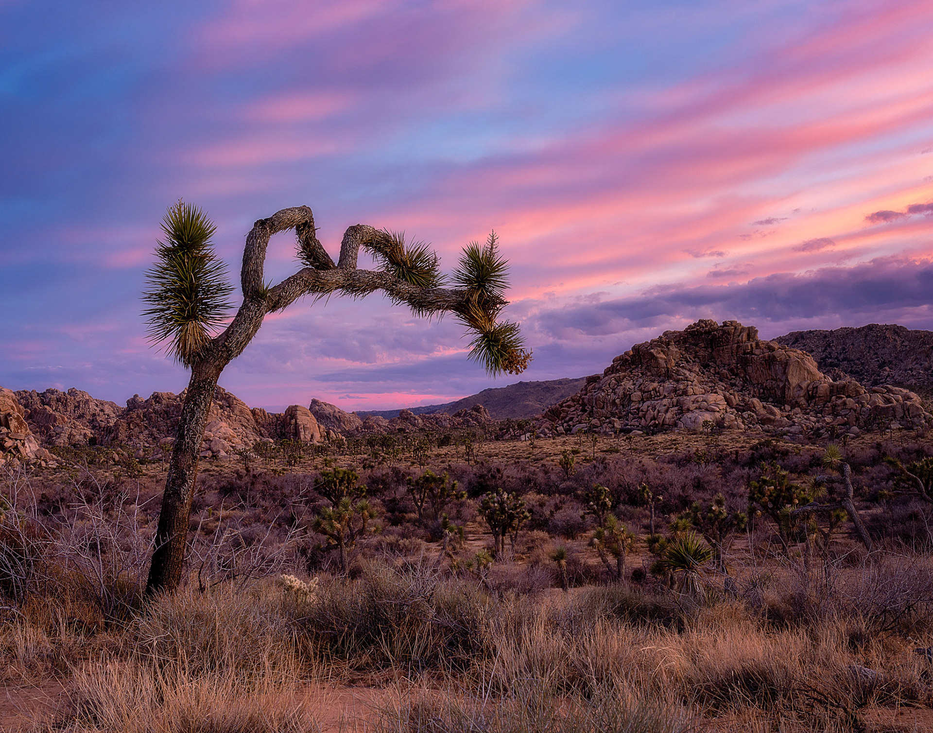 Colorful sky over a Joshua tree