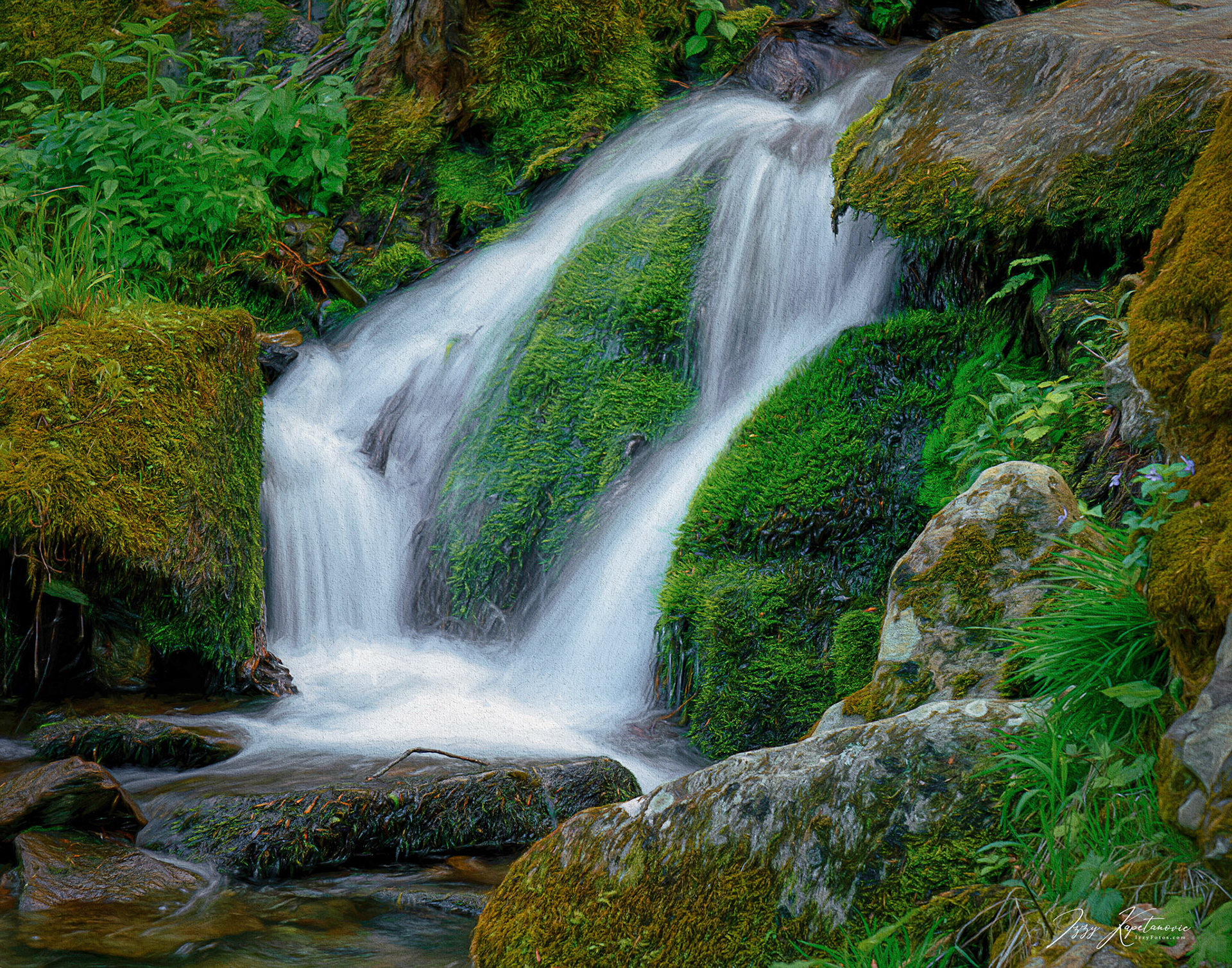 Water and moss