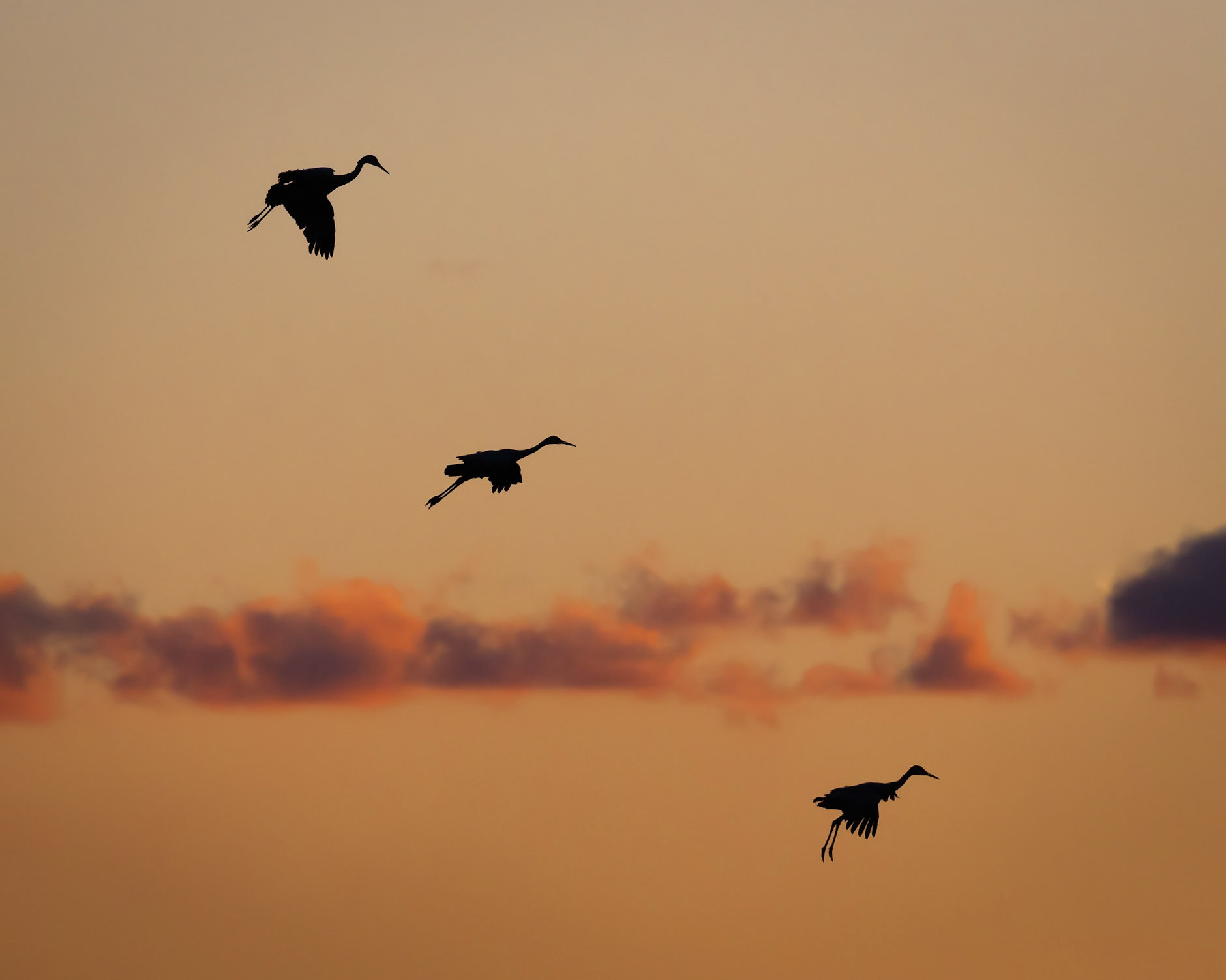 Bosque Del Apache, NM