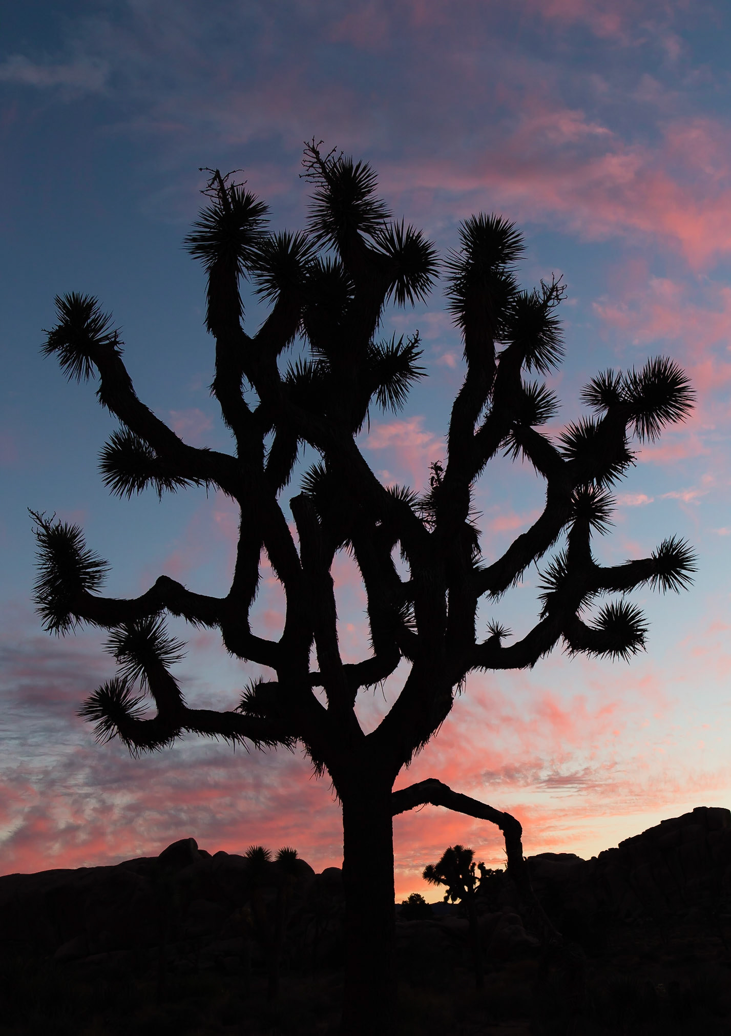 Joshua Tree National Park, CA