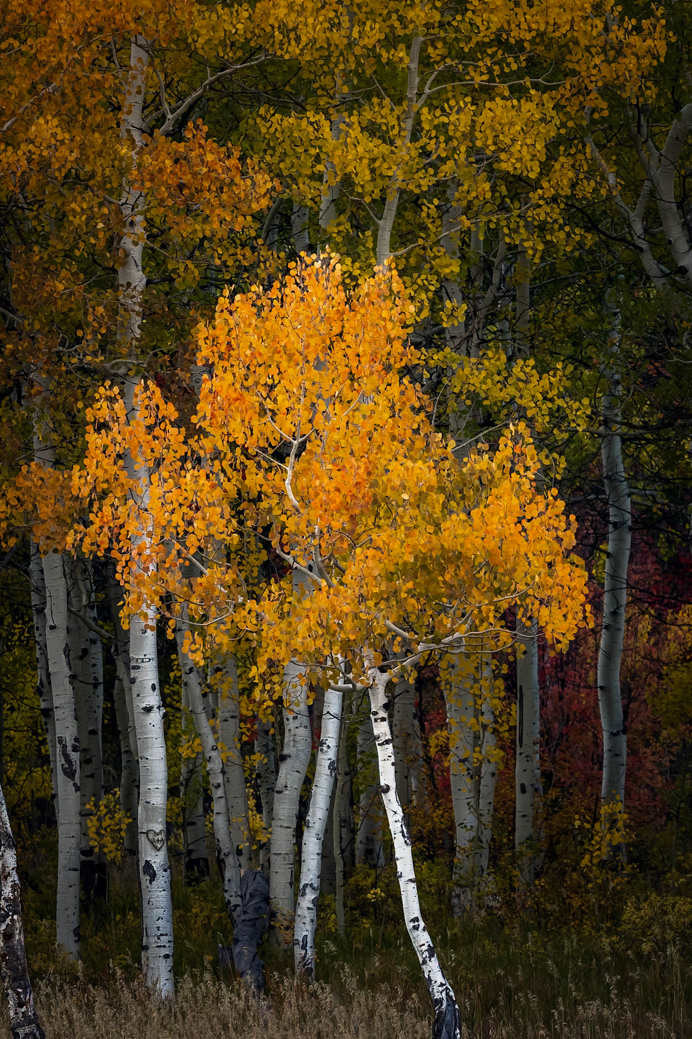 Wastach Mountains, UT