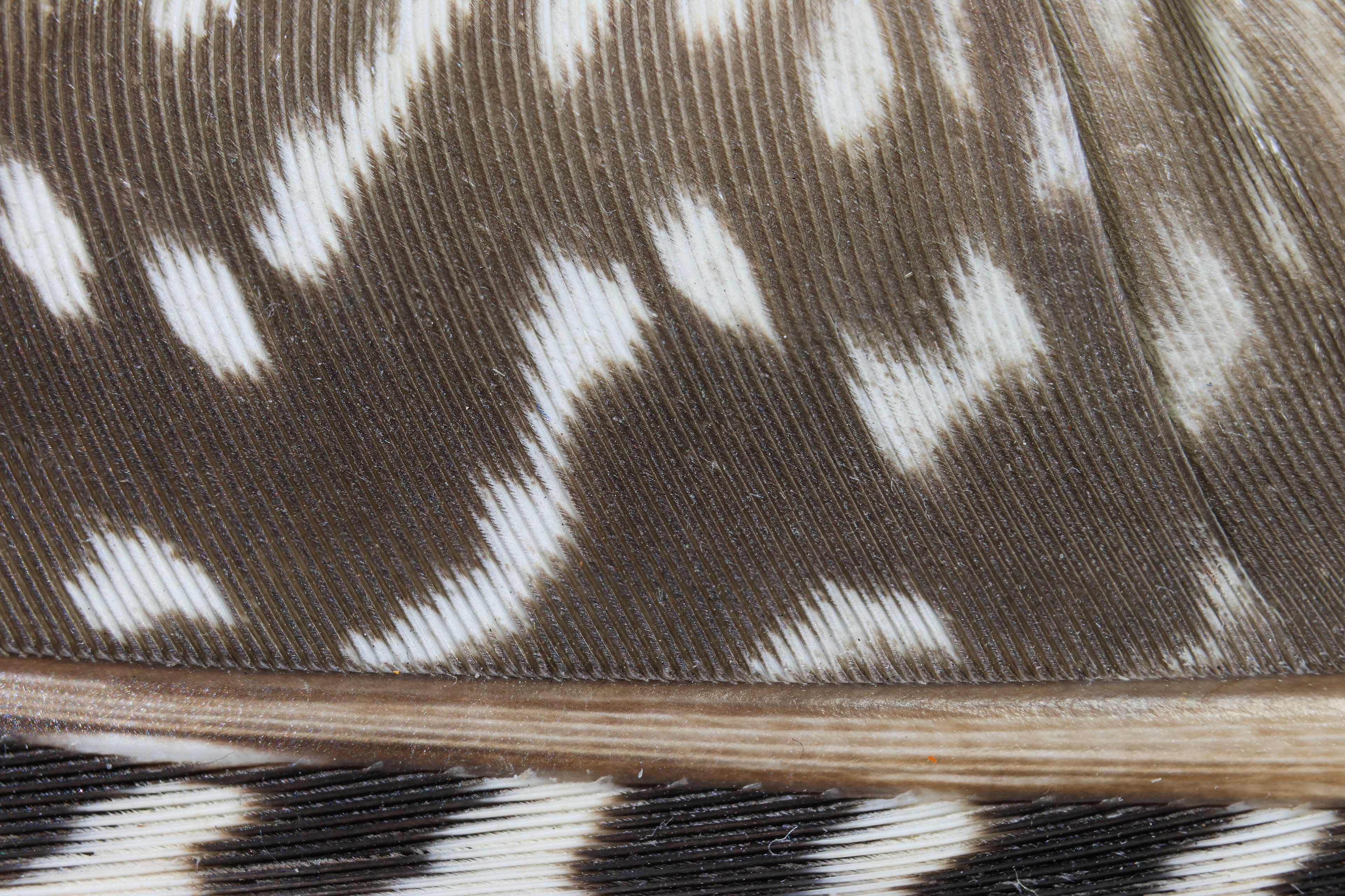 Guinea Fowl feather
