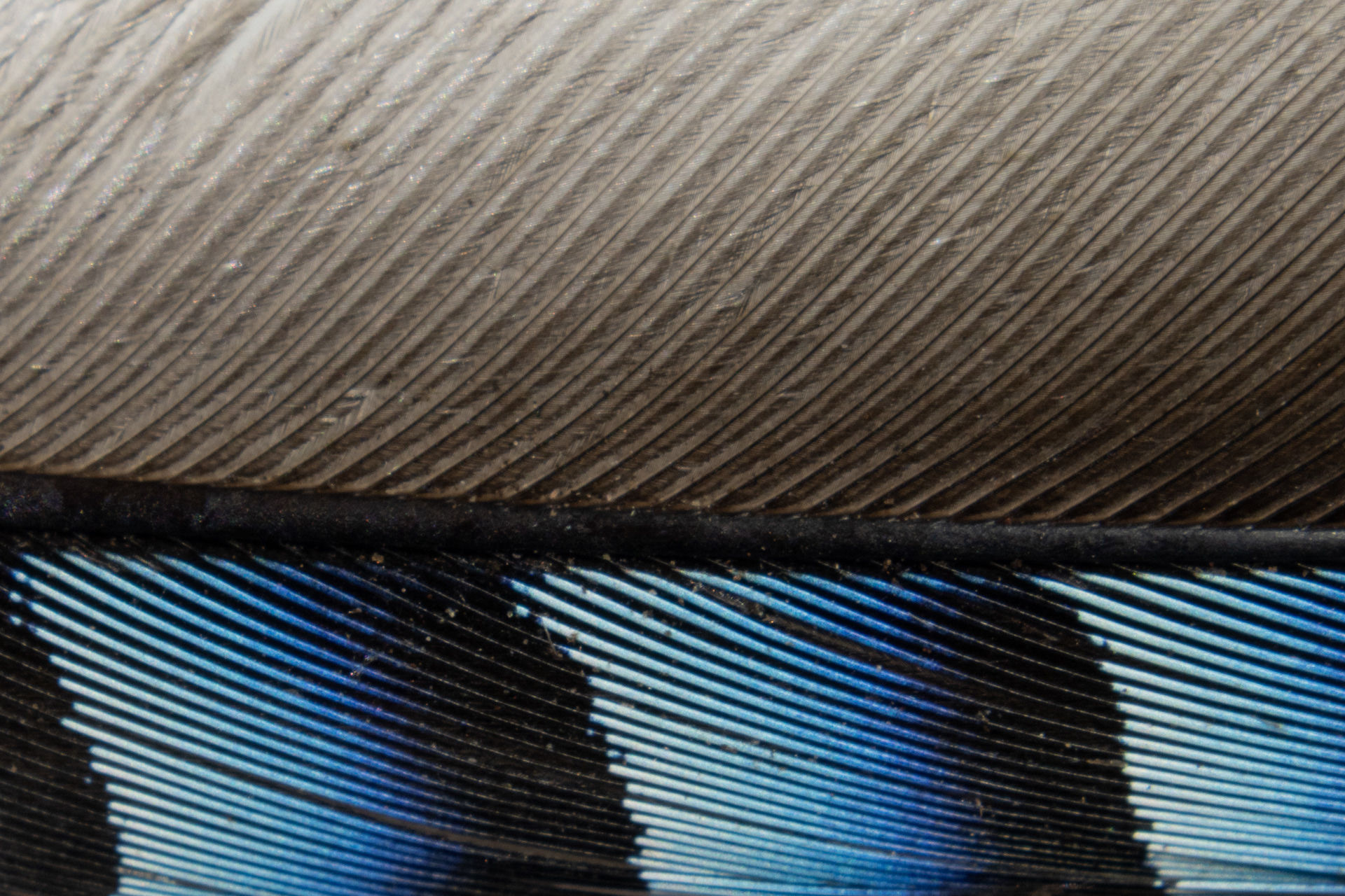 Eurasian Jay feather