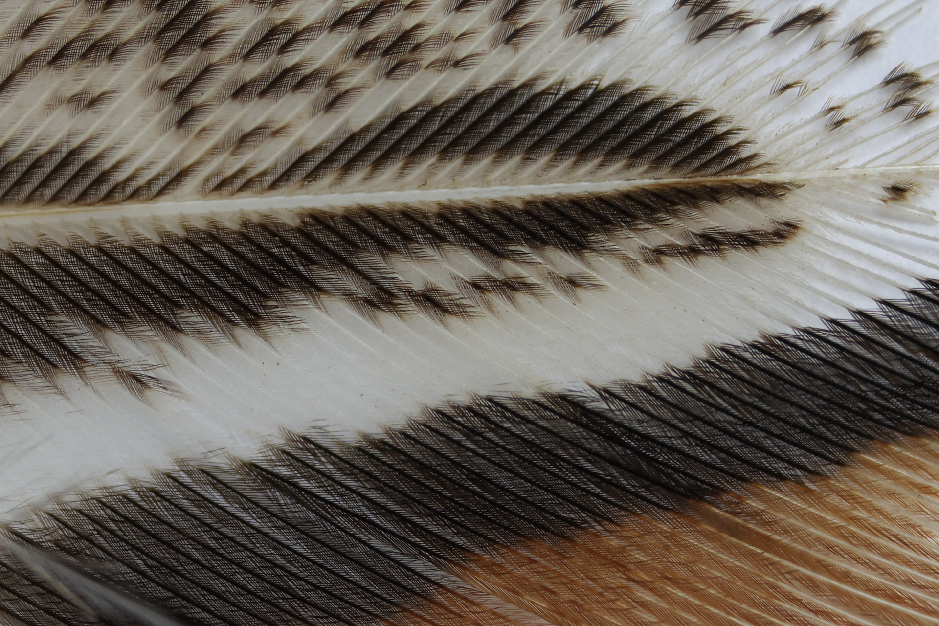 Pheasant feather