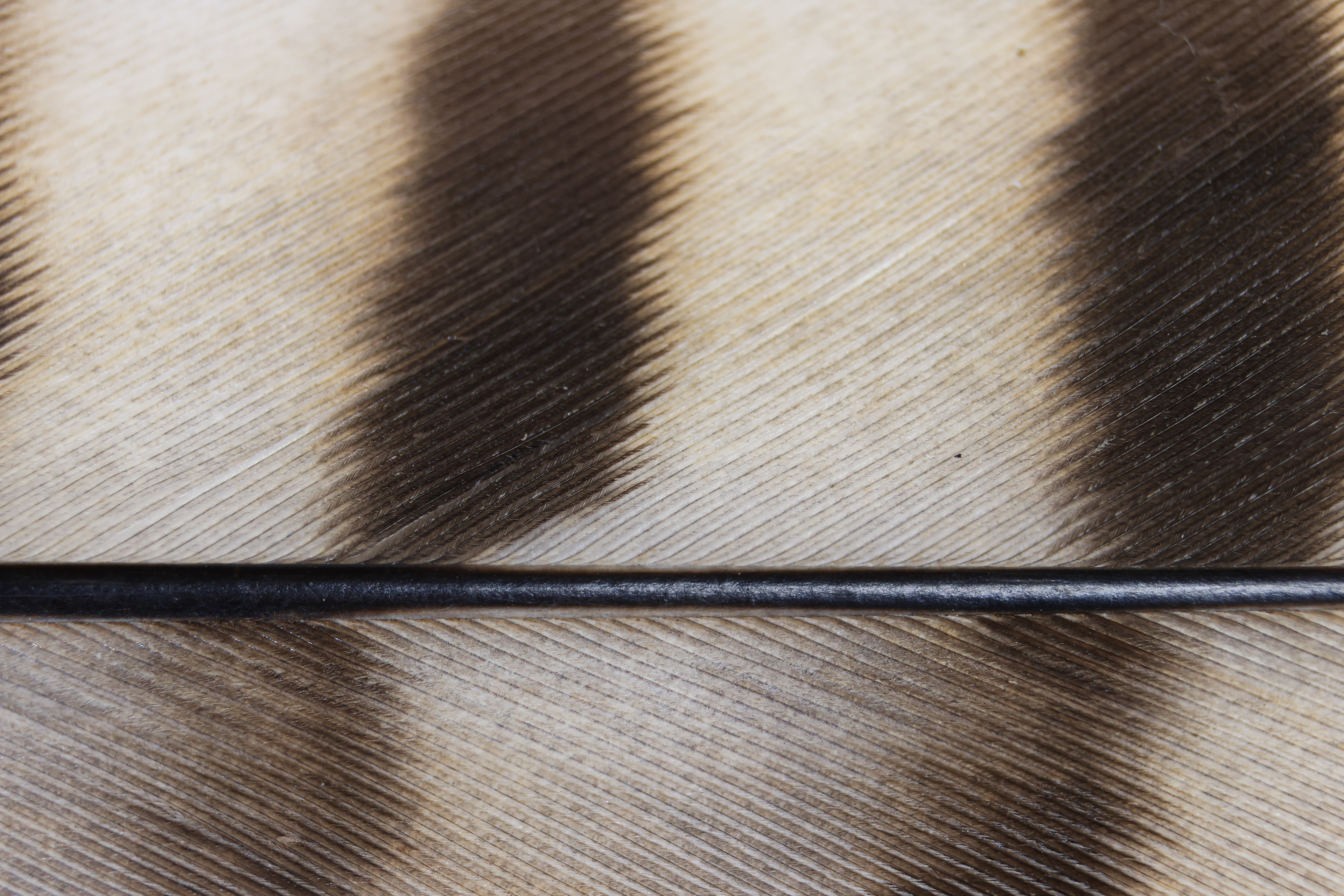 Kestrel tail feather