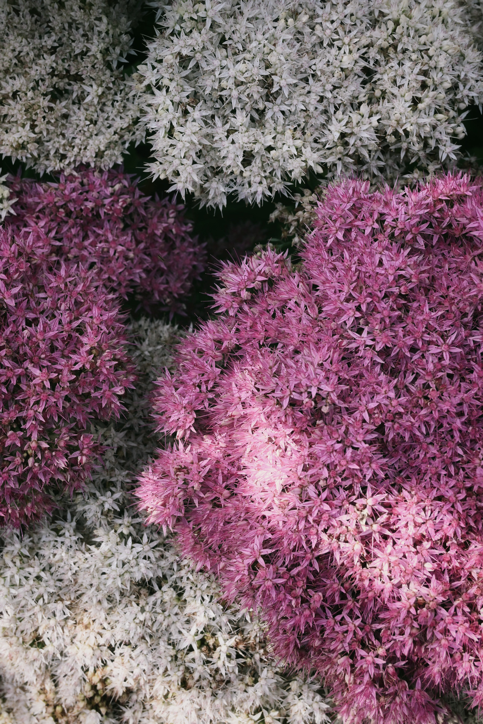 Pastel pracht - © MAR.SEL