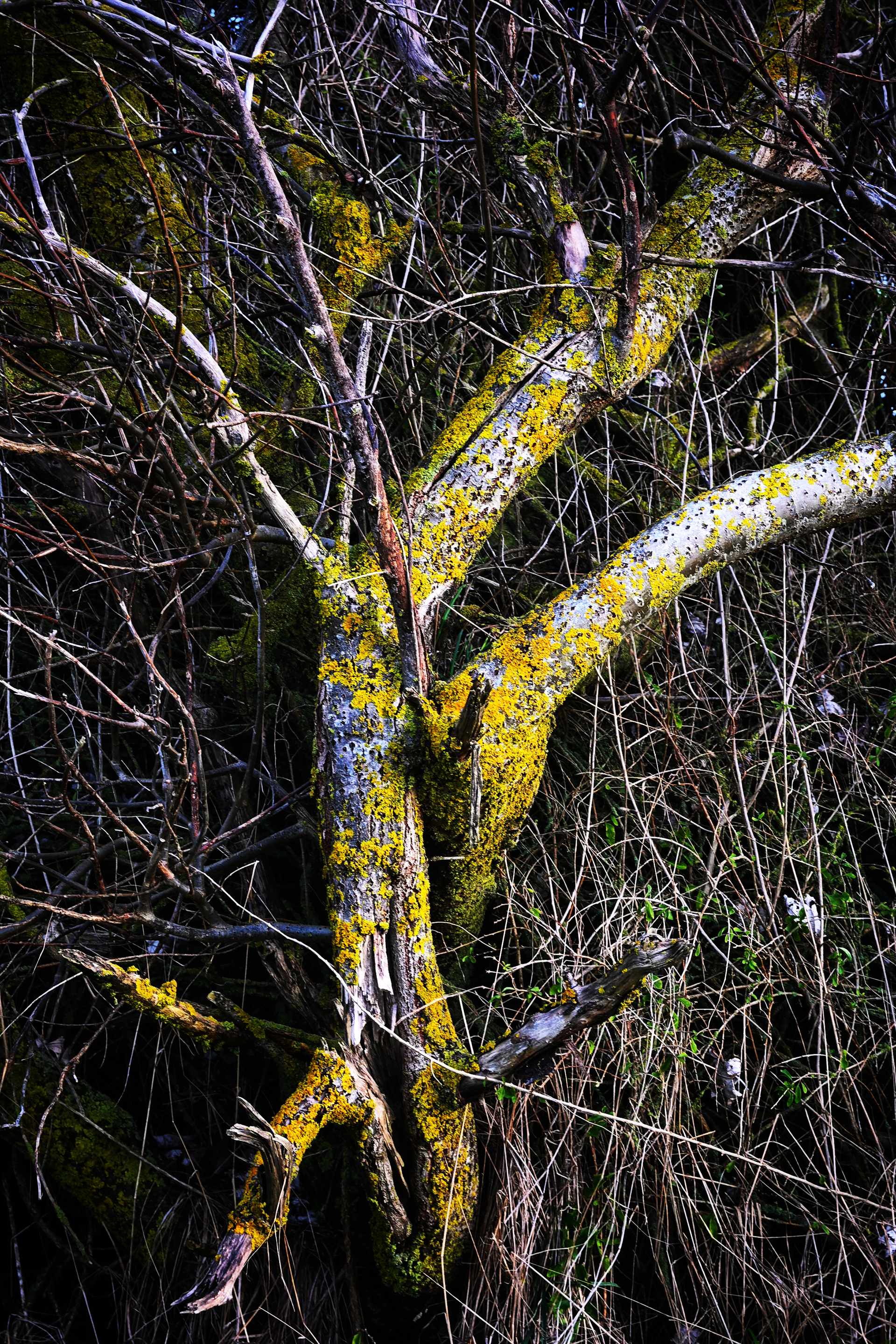 Verstrengeling - © MAR.SEL