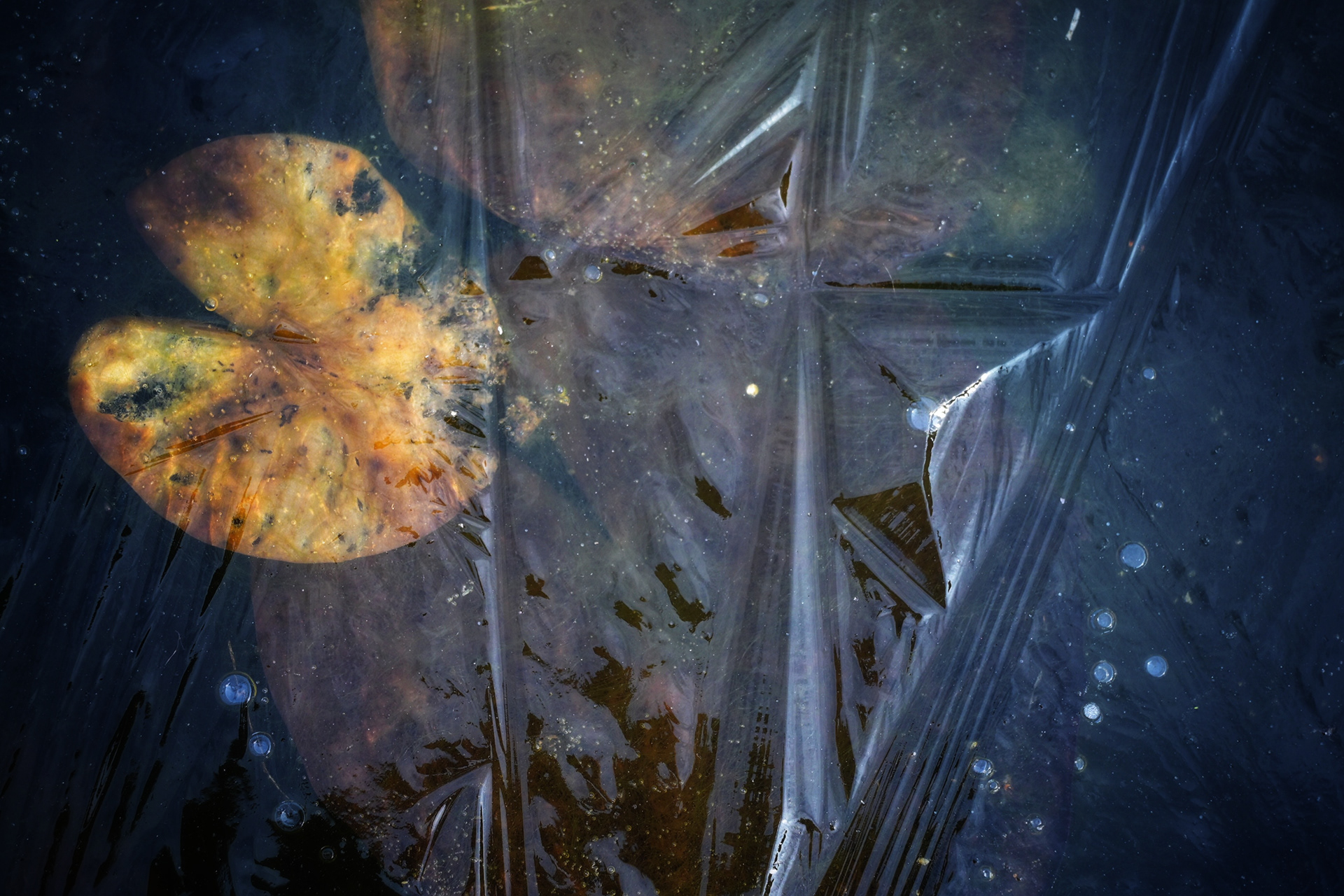 Frozen Lilies 2 - © MAR.SEL