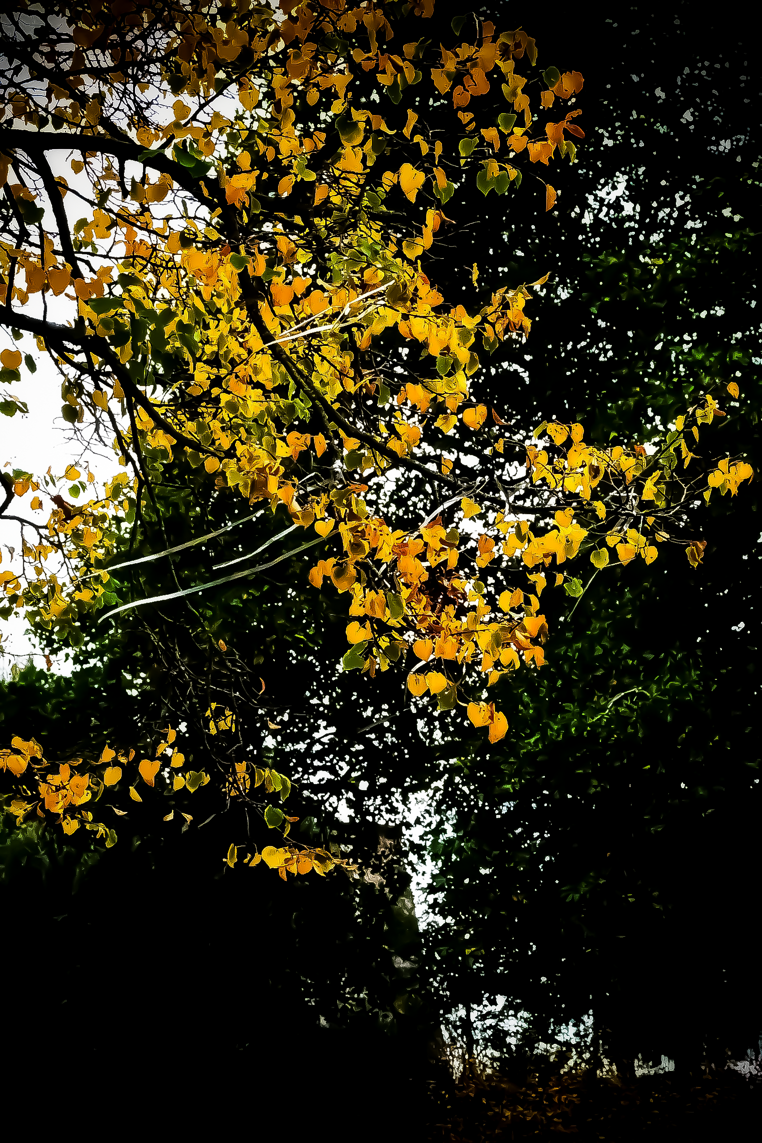 "Elke verjaardag hang ik er wat slingers bij" - Loesje - Foto © MAR.SEL