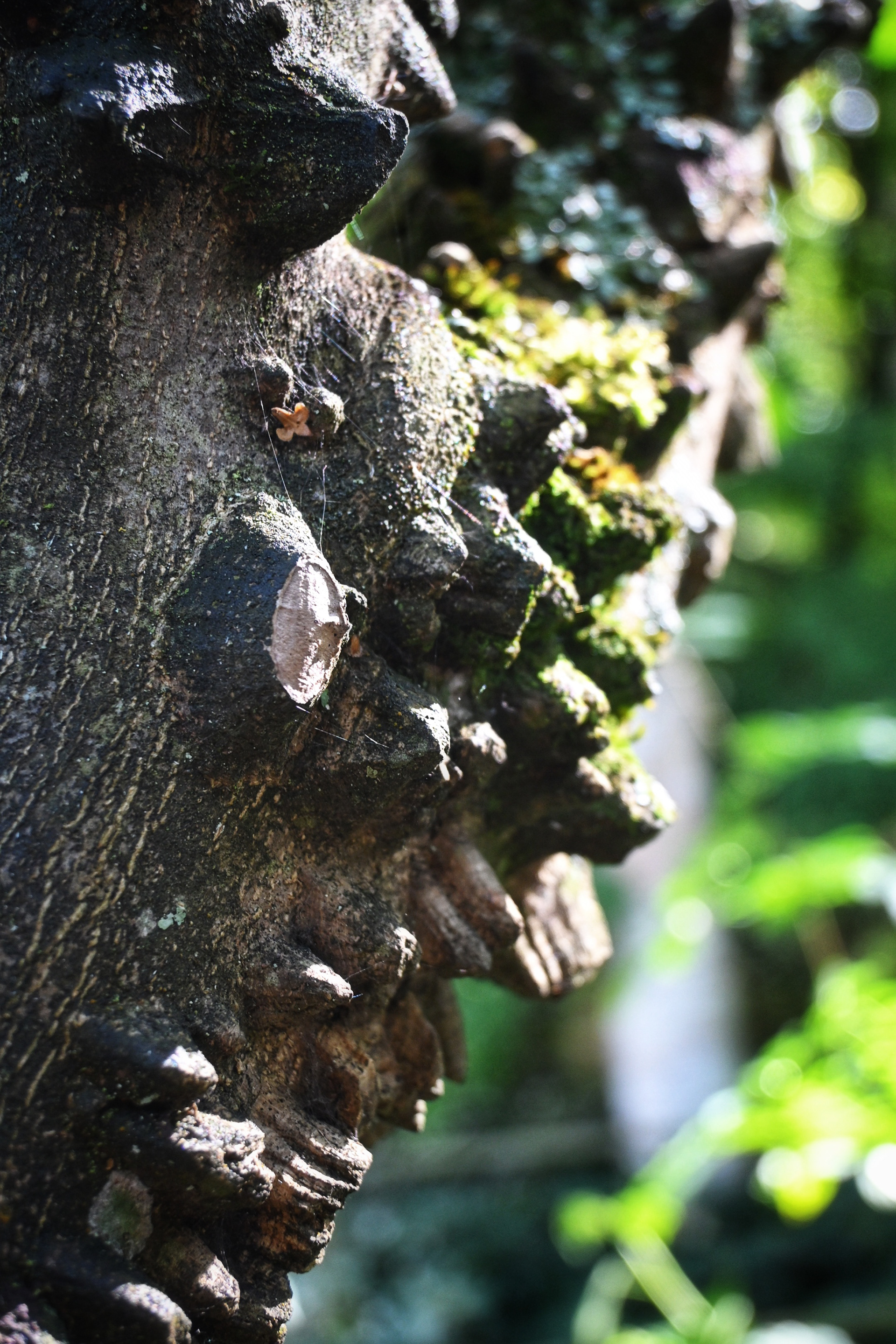 Ruwe pracht - © MAR.SEL