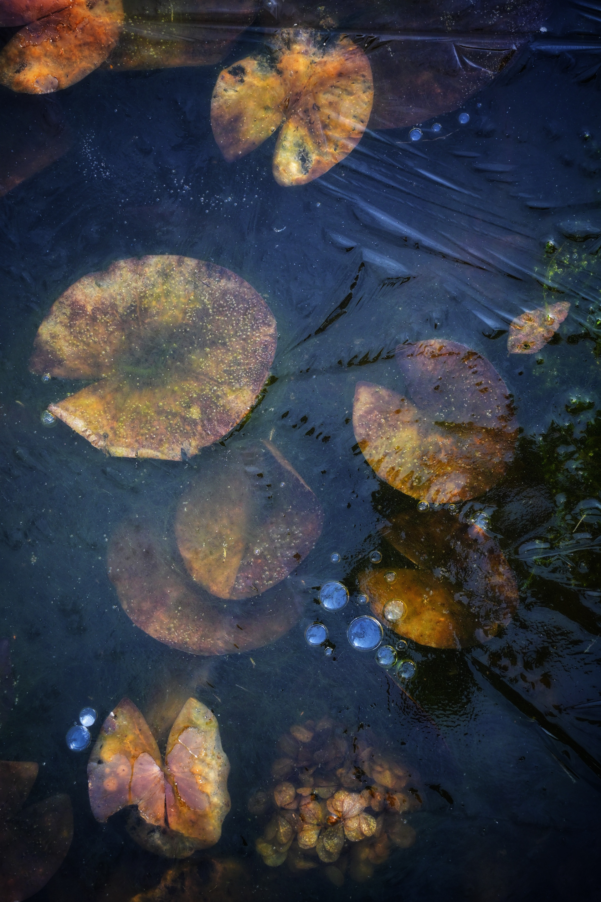 Frozen Lilies 1 - © MAR.SEL