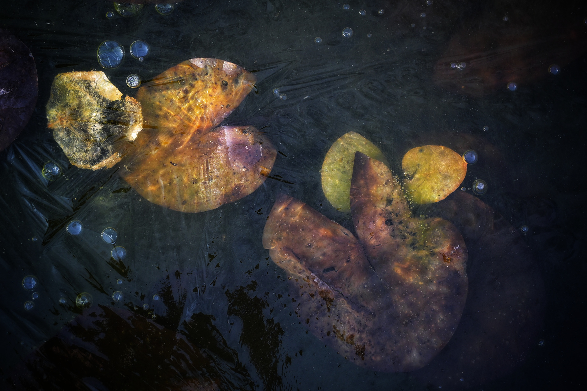 Frozen Lilies 3 - © MAR.SEL