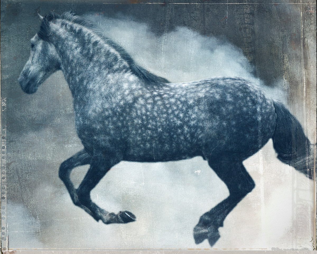 Dapple Horse