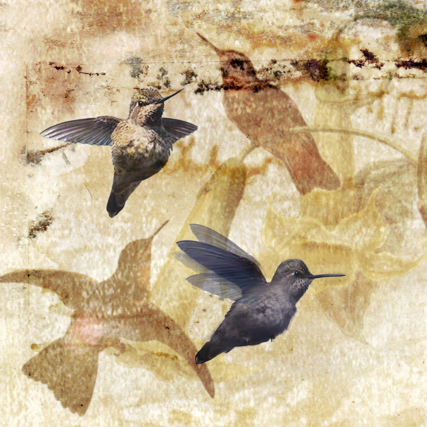 2 Hummingbirds