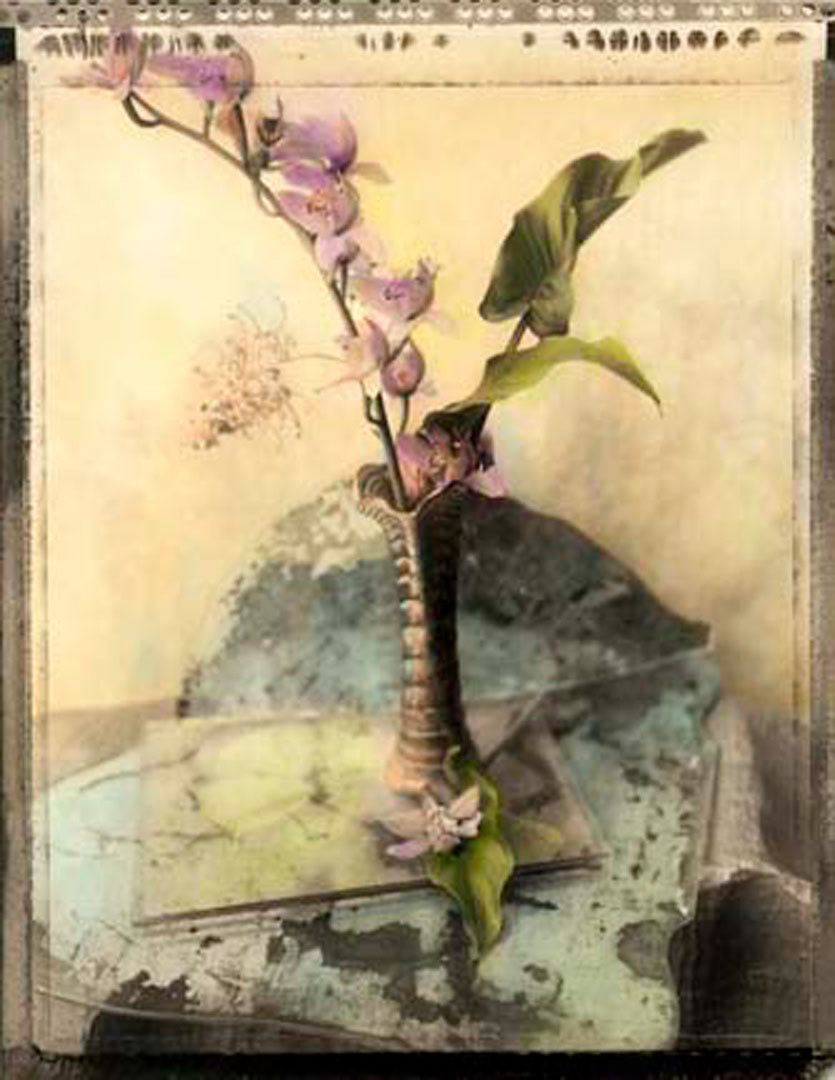 Orchid