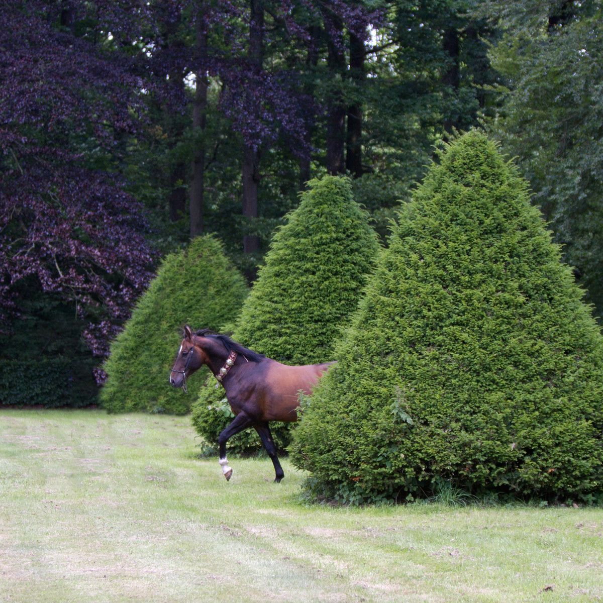 Al Batel - Formal Garden