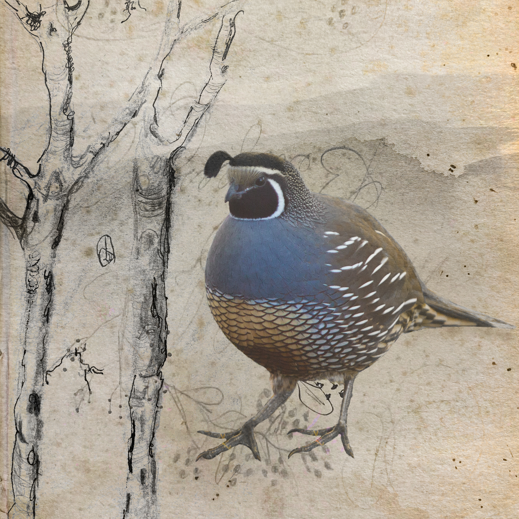 Quail