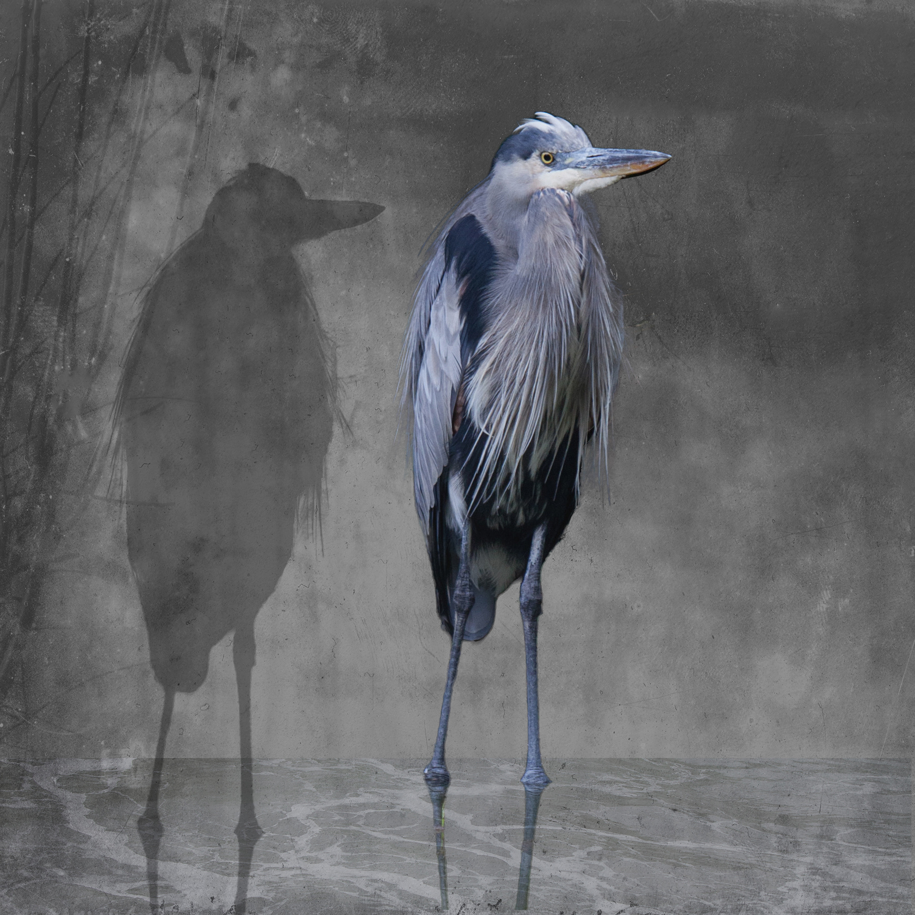 Standing Heron