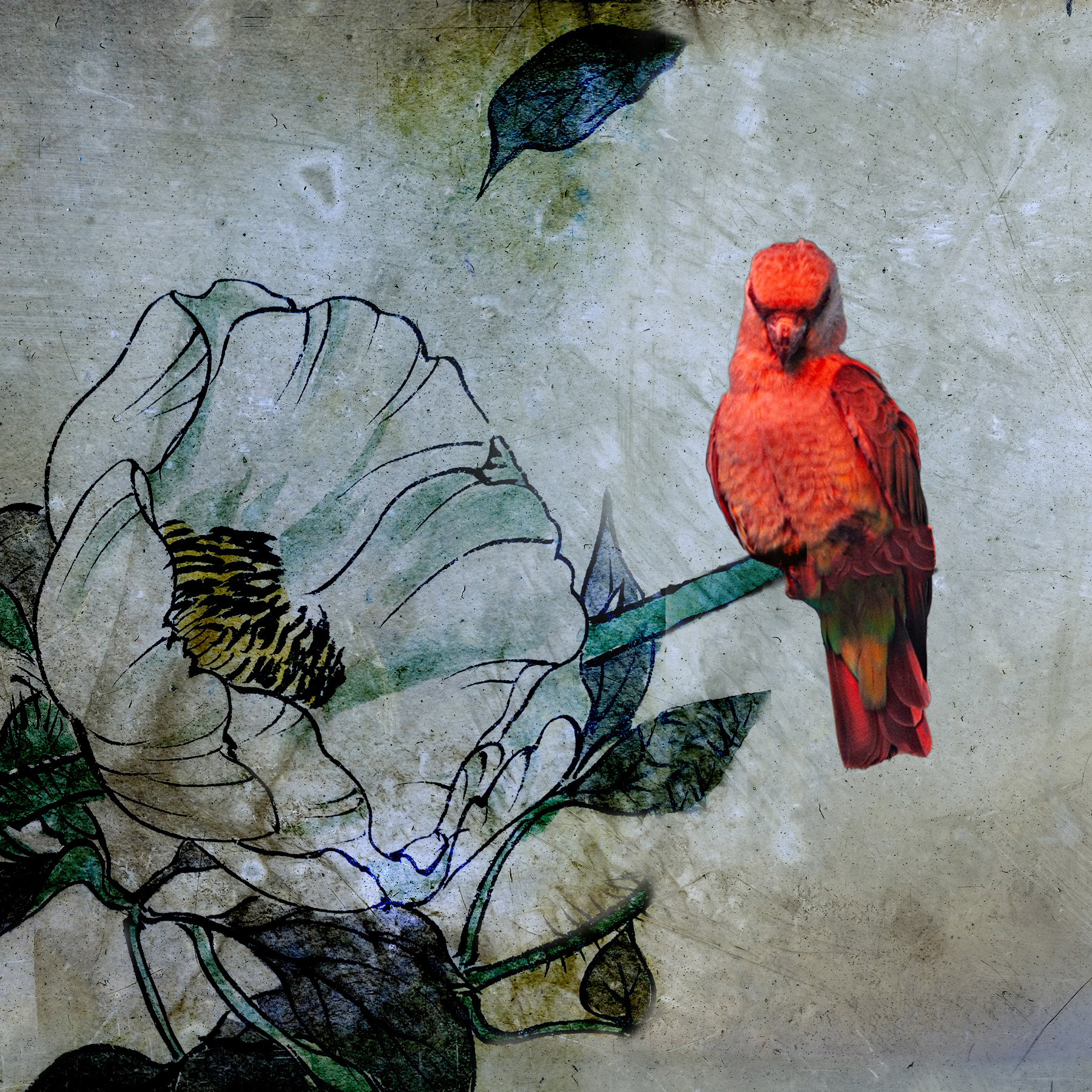 Redbird