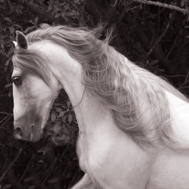 Caballo - Espanol