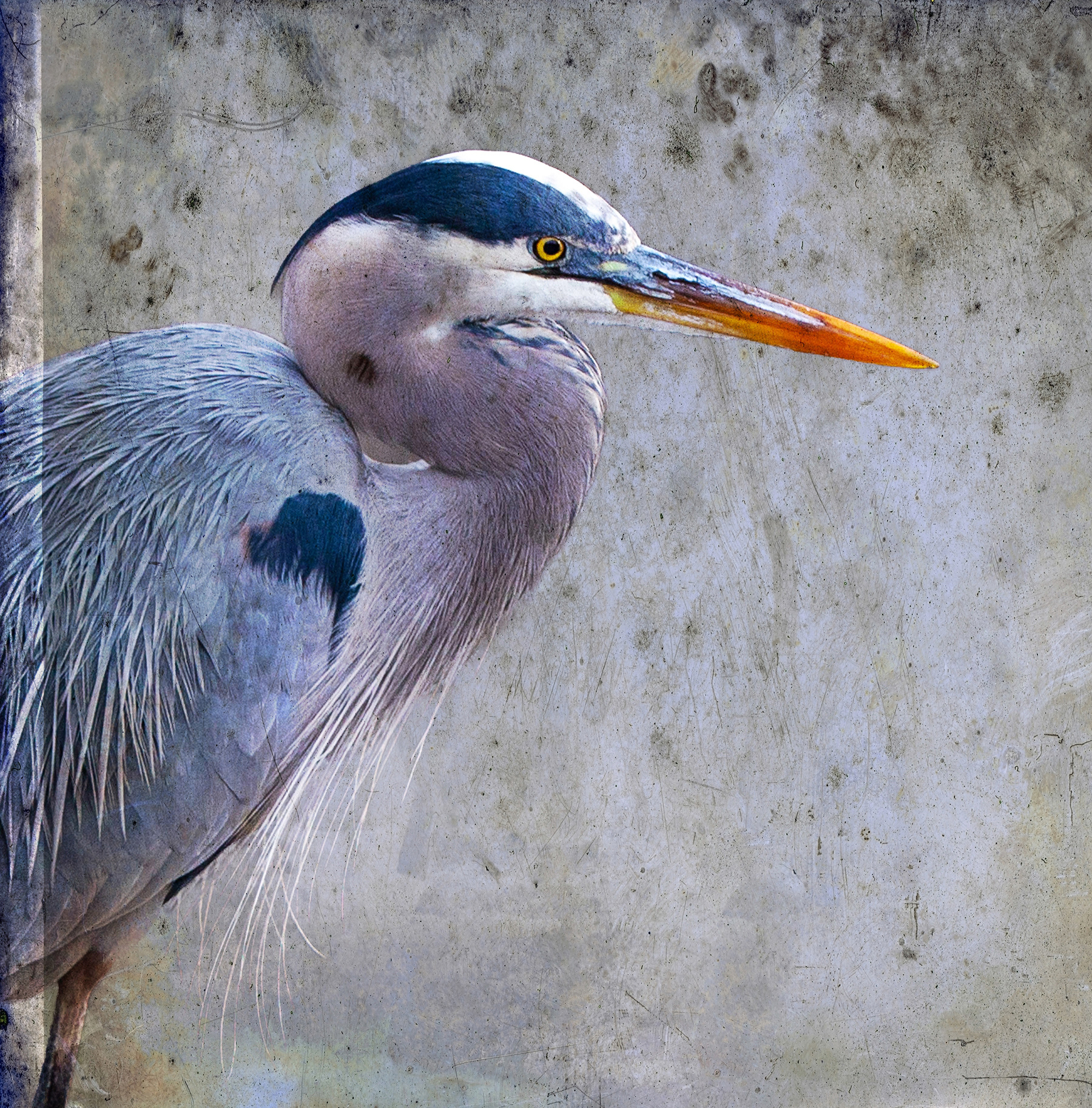 Great Blue