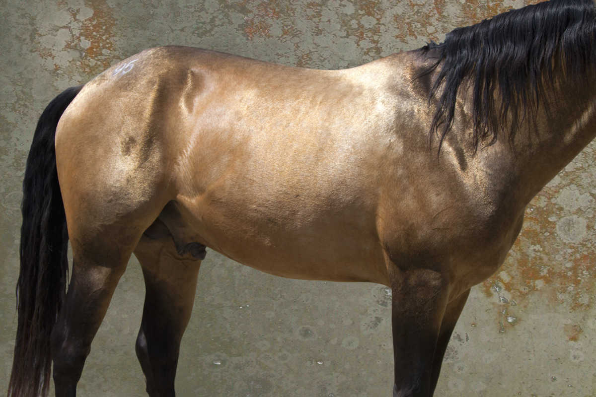 GOLDEN ANDELUSIAN