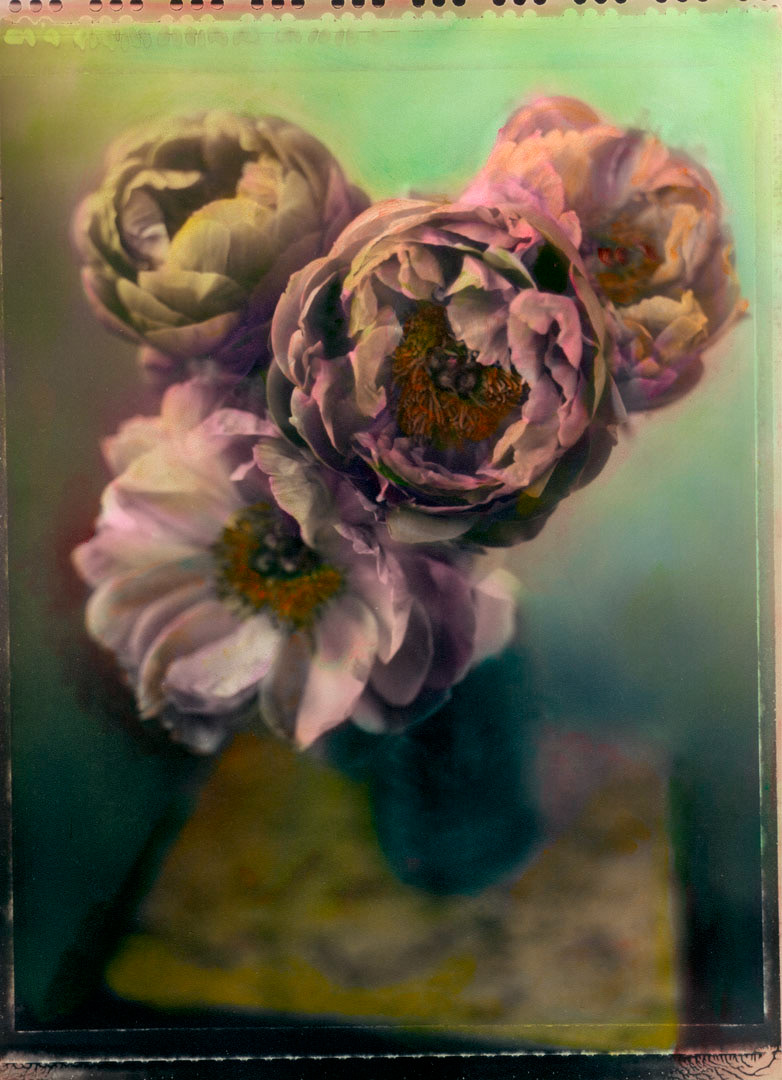 Peonies - Postcard