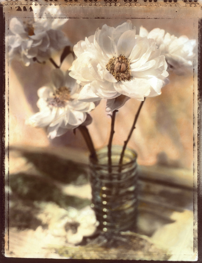Peonies