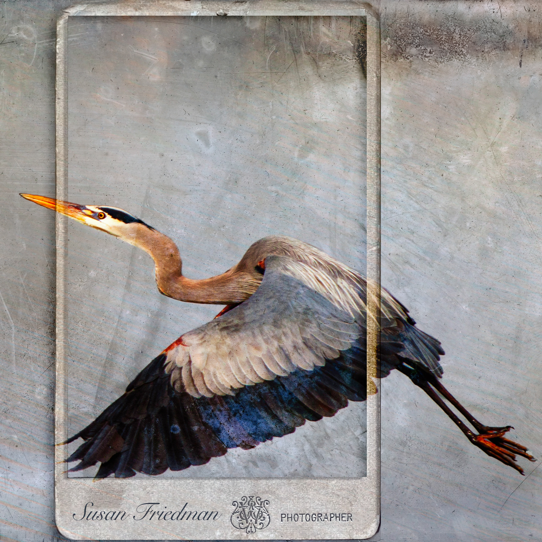 Framed Heron