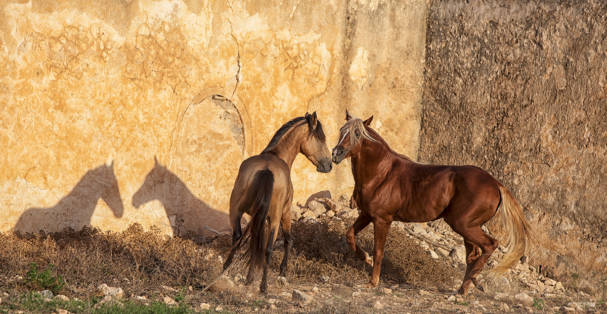 Farhan & Pasha - Ruins
