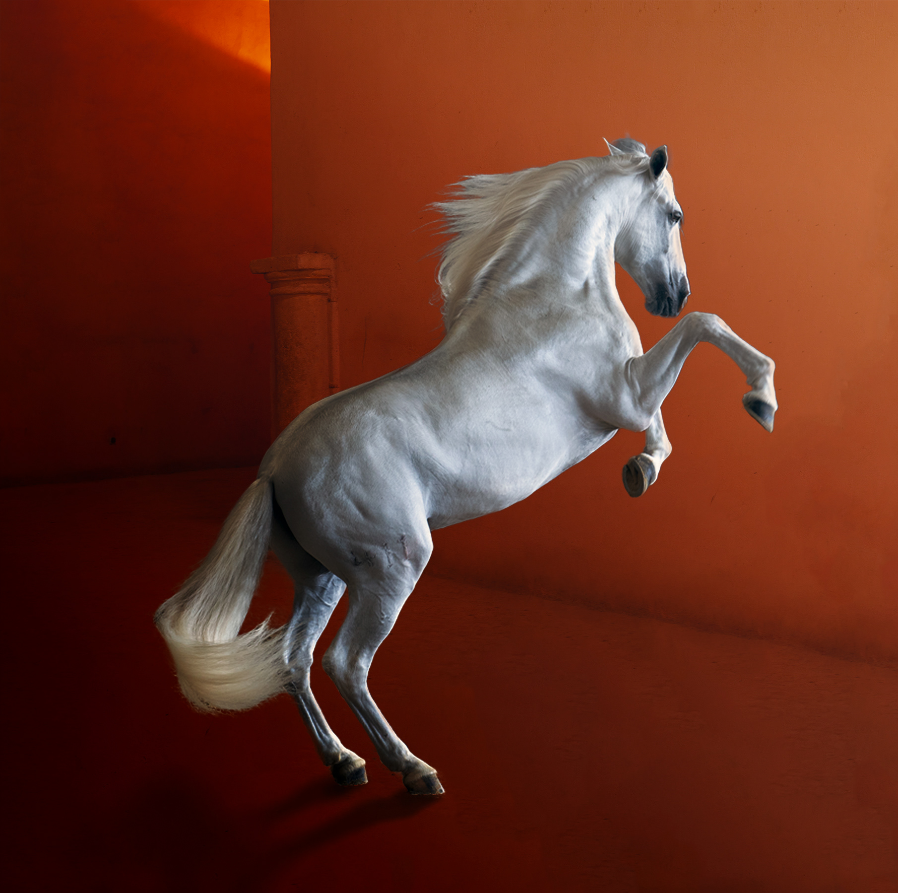 White Horse - Mekenes