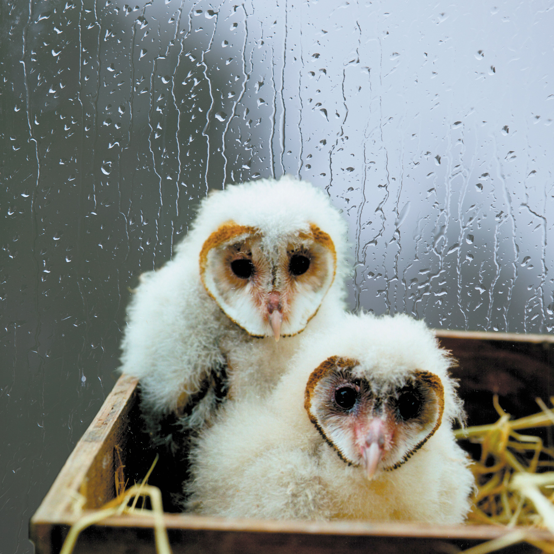 Owl Box