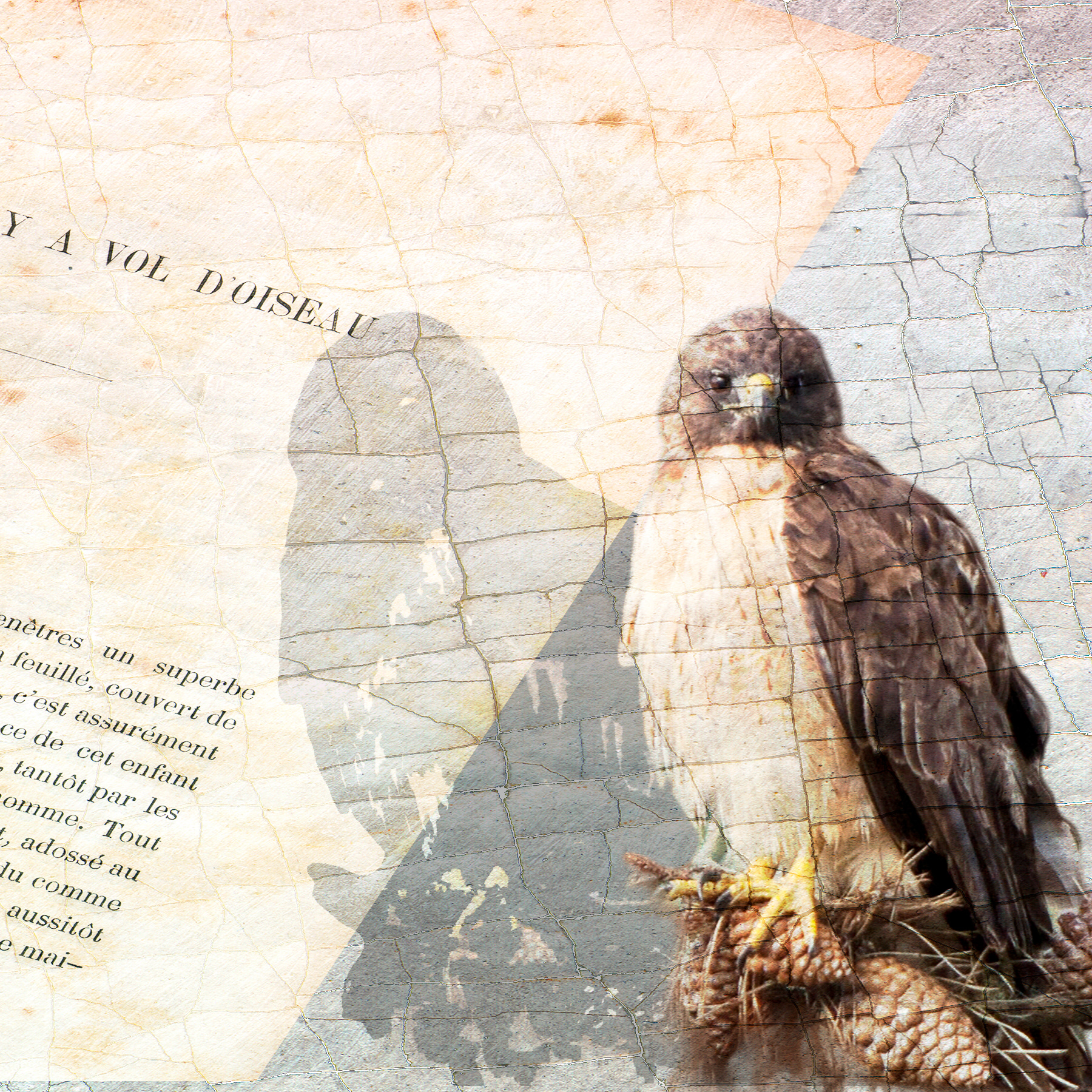 Hawk