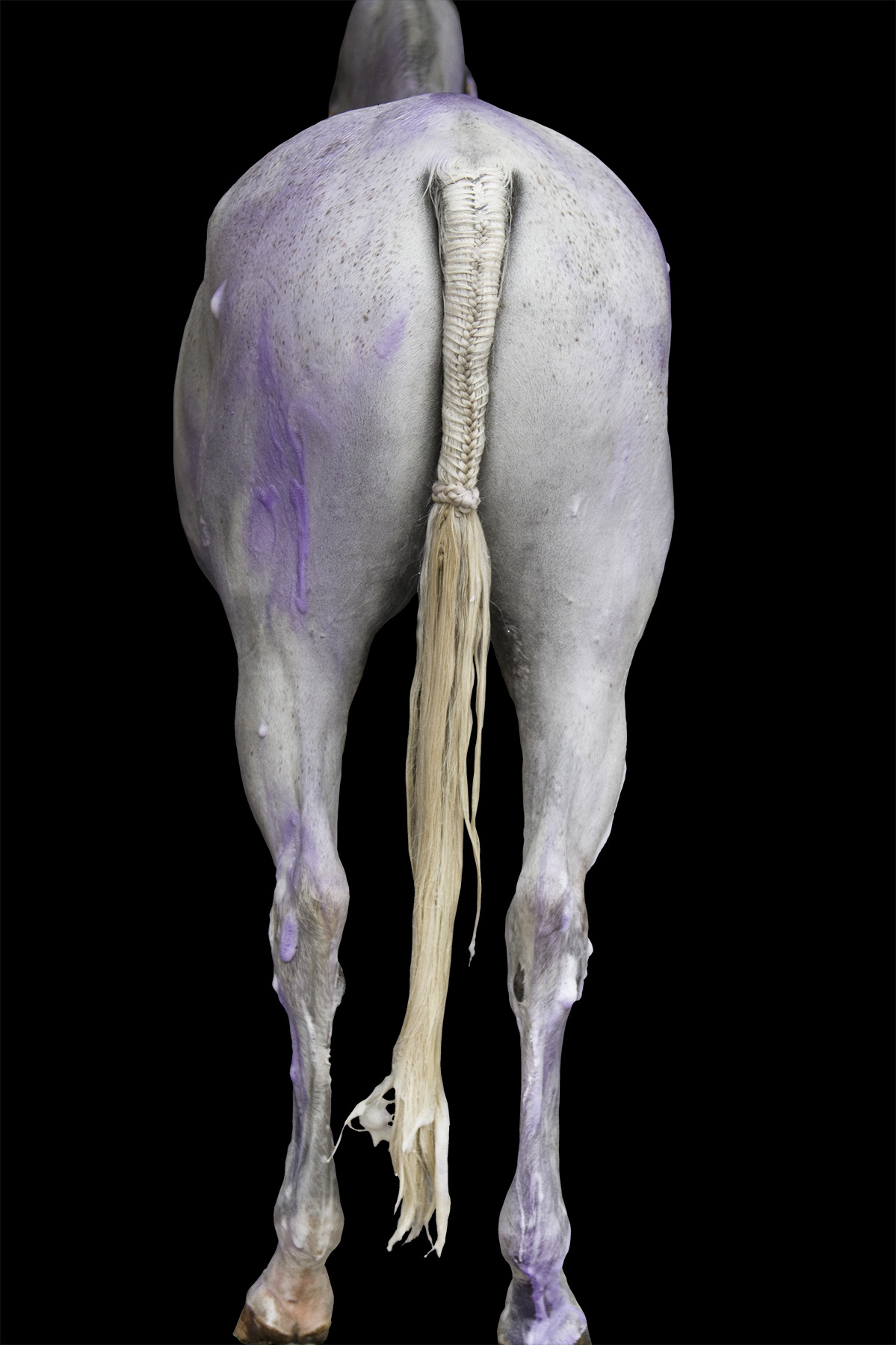 Purple Horse