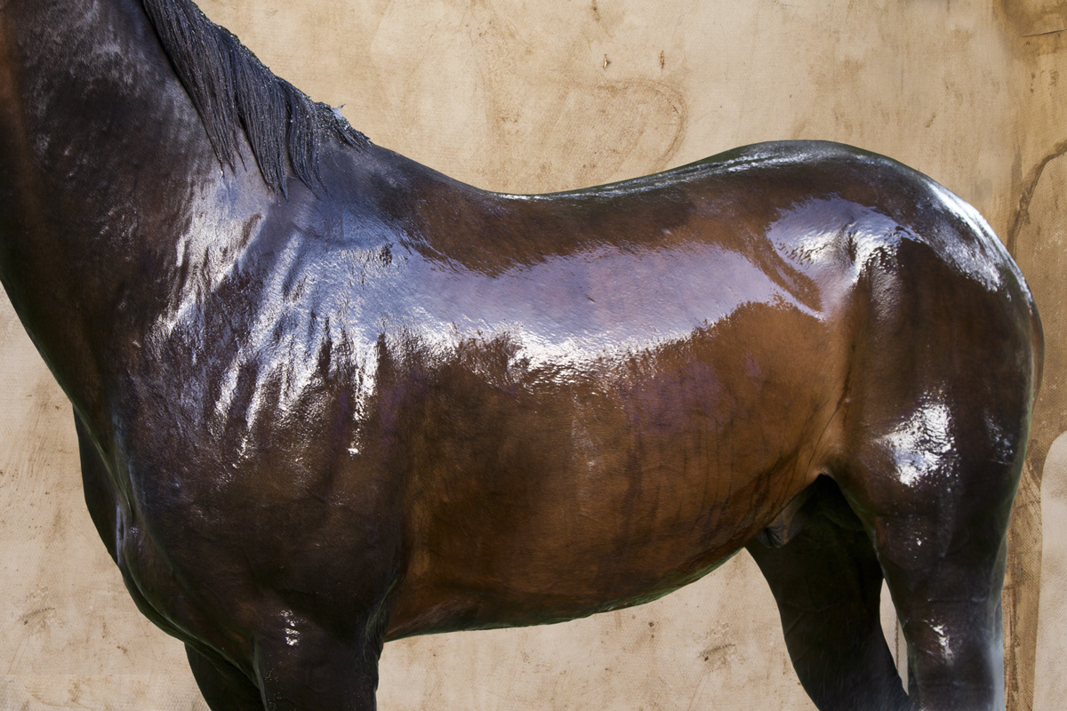 PLASIC HORSE