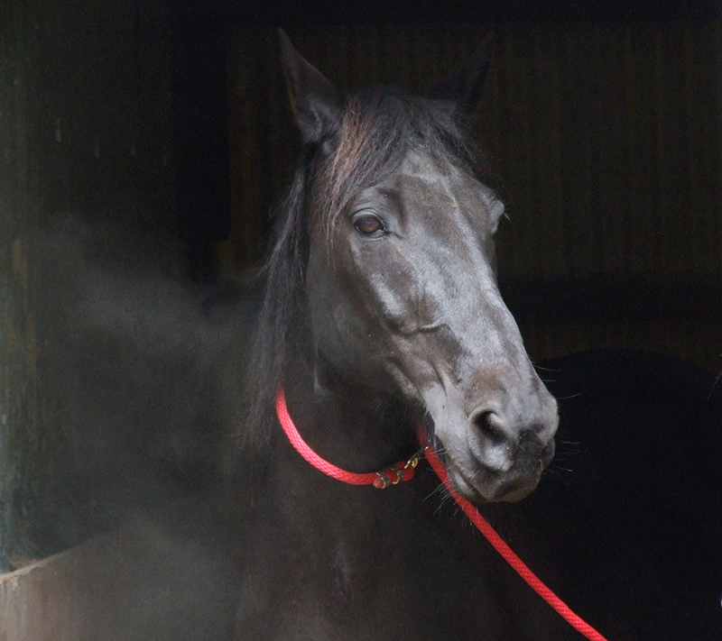 Cole - Portrait with Red Lead