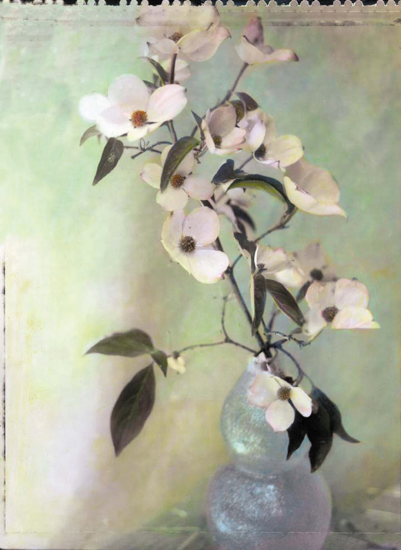 Dogwood